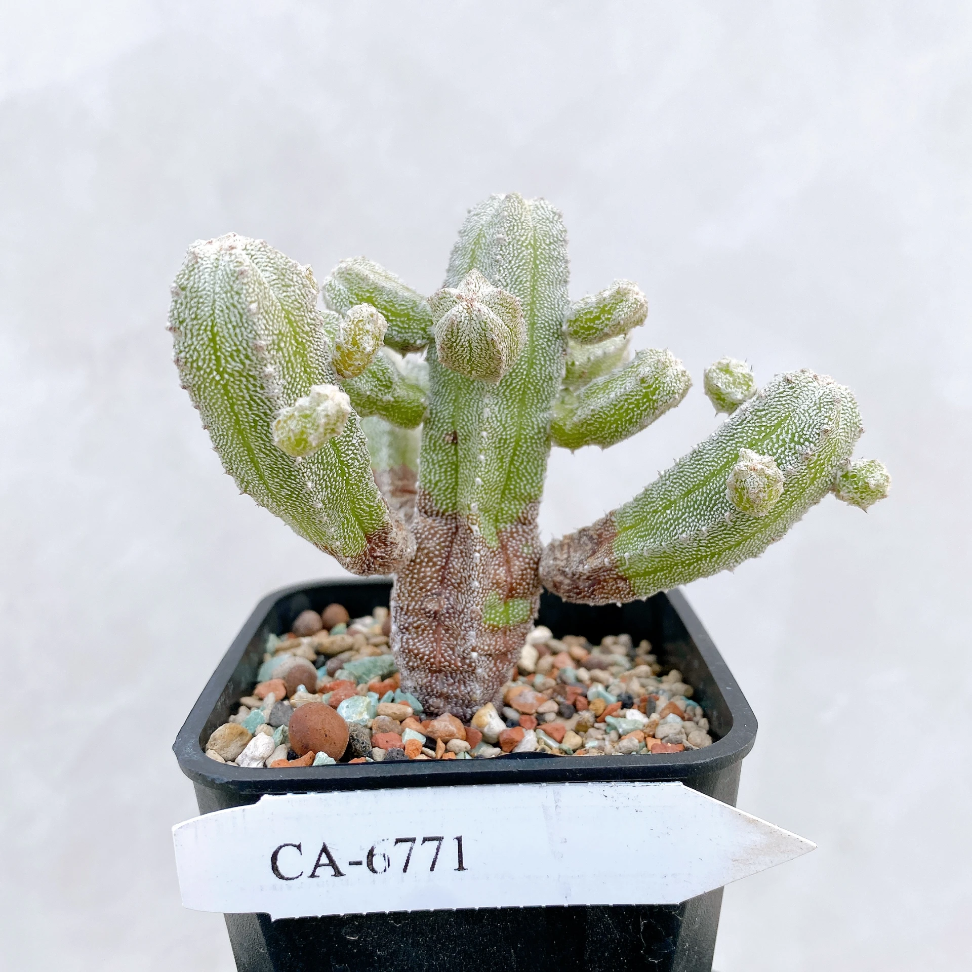 恩塚鸞鳳玉石化 Astrophytum myriostigma ‘Onzuka’ f. monstrose CA-6771