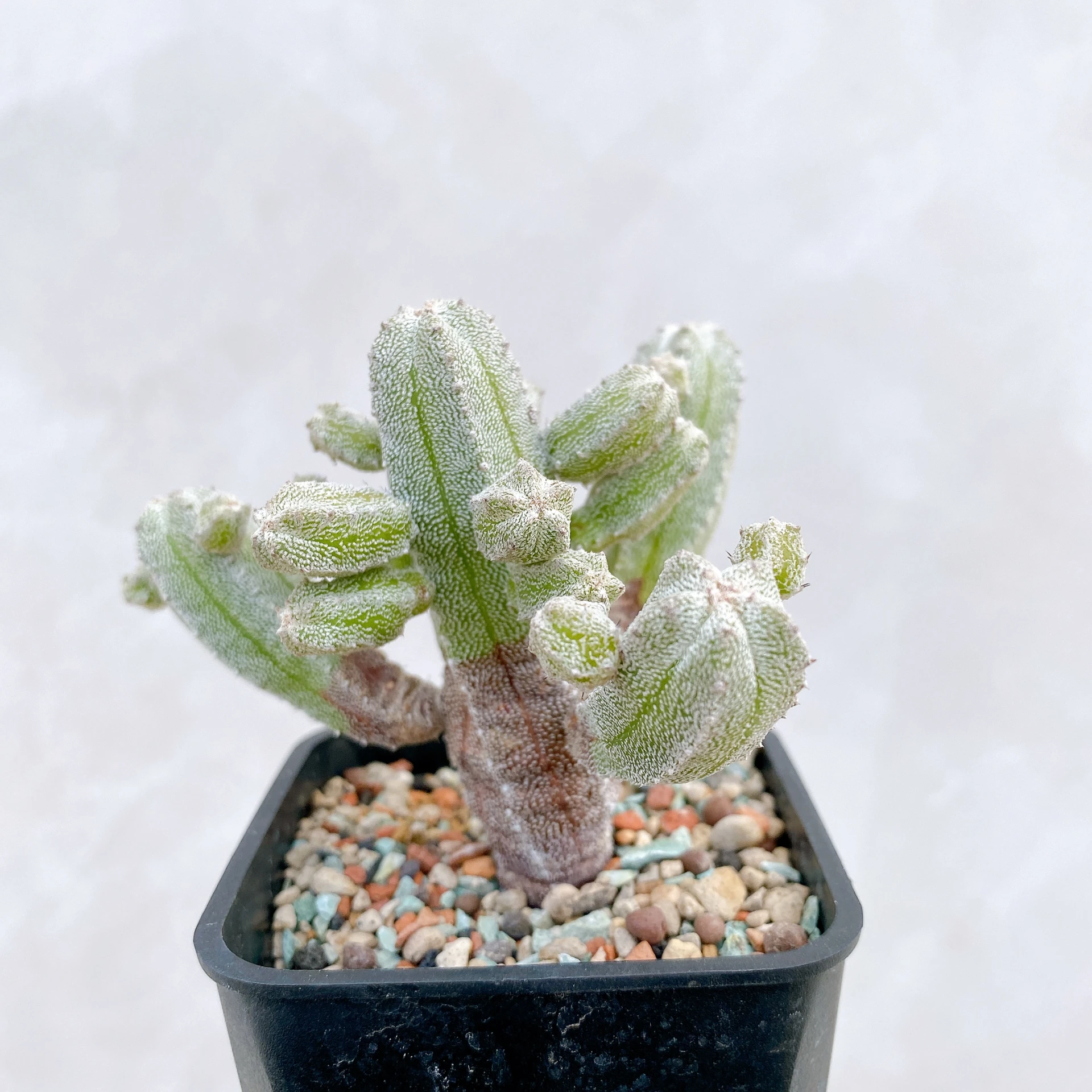 恩塚鸞鳳玉石化 Astrophytum myriostigma ‘Onzuka’ f. monstrose CA-6771