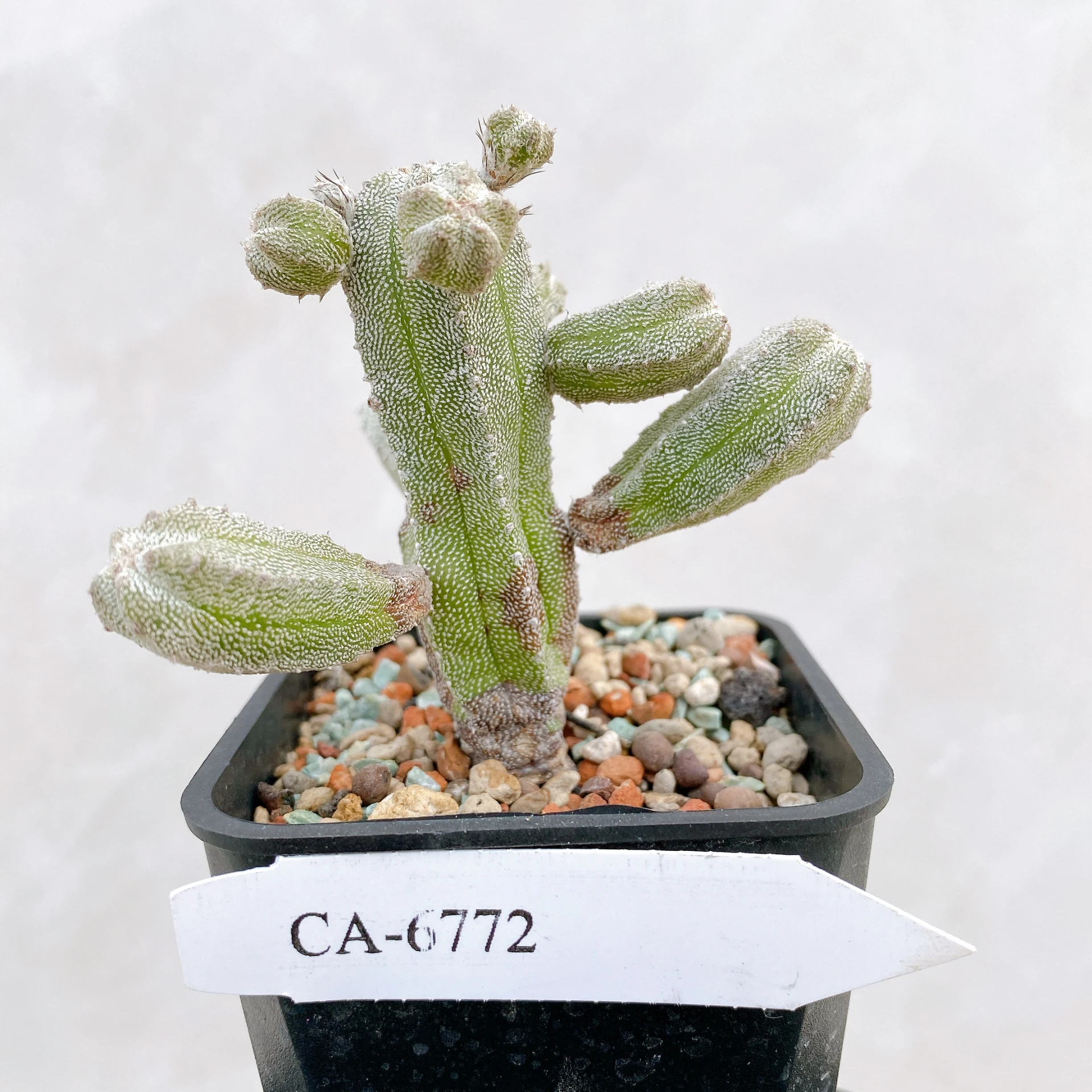 恩塚鸞鳳玉石化 Astrophytum myriostigma ‘Onzuka’ f. monstrose CA-6772