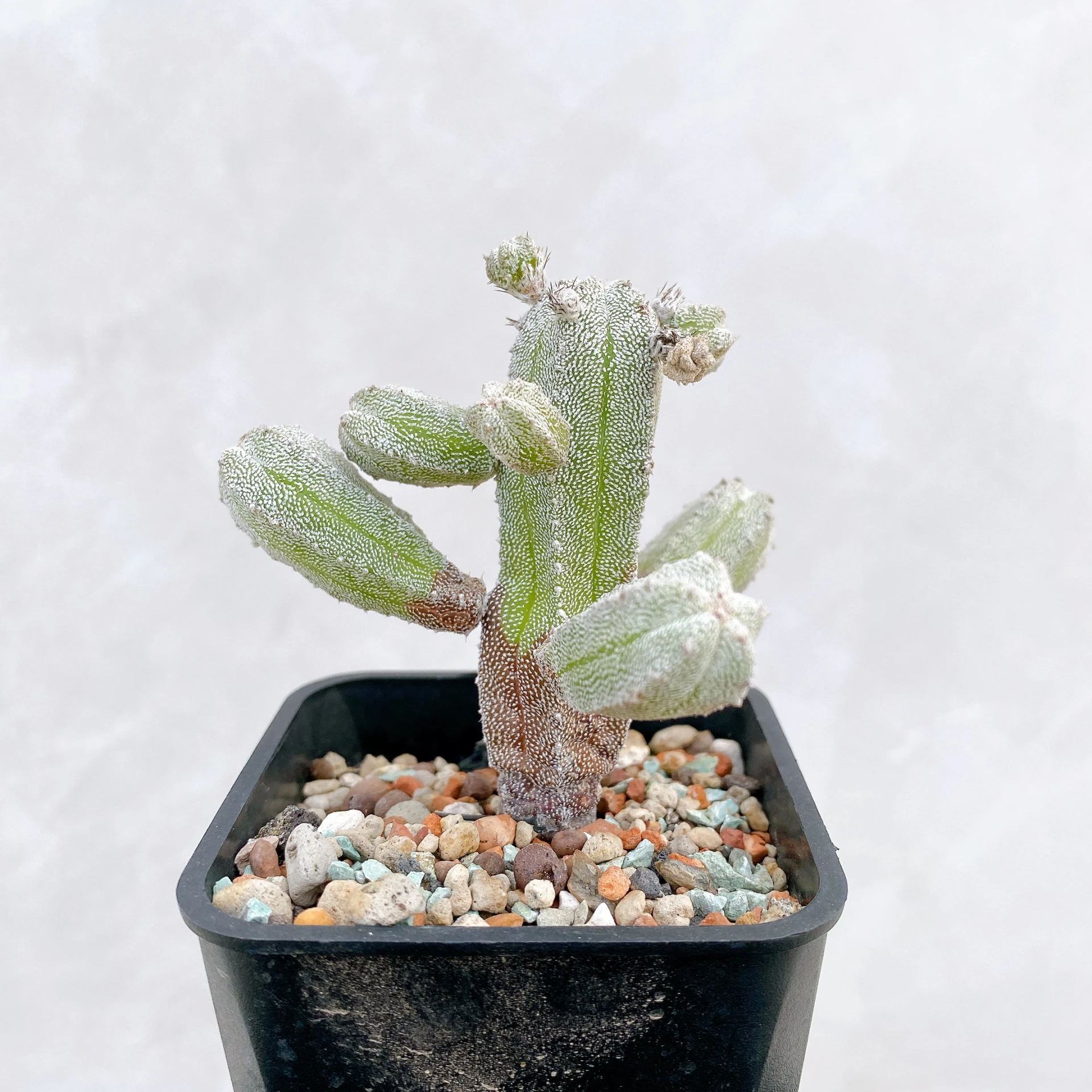 恩塚鸞鳳玉石化 Astrophytum myriostigma ‘Onzuka’ f. monstrose CA-6772