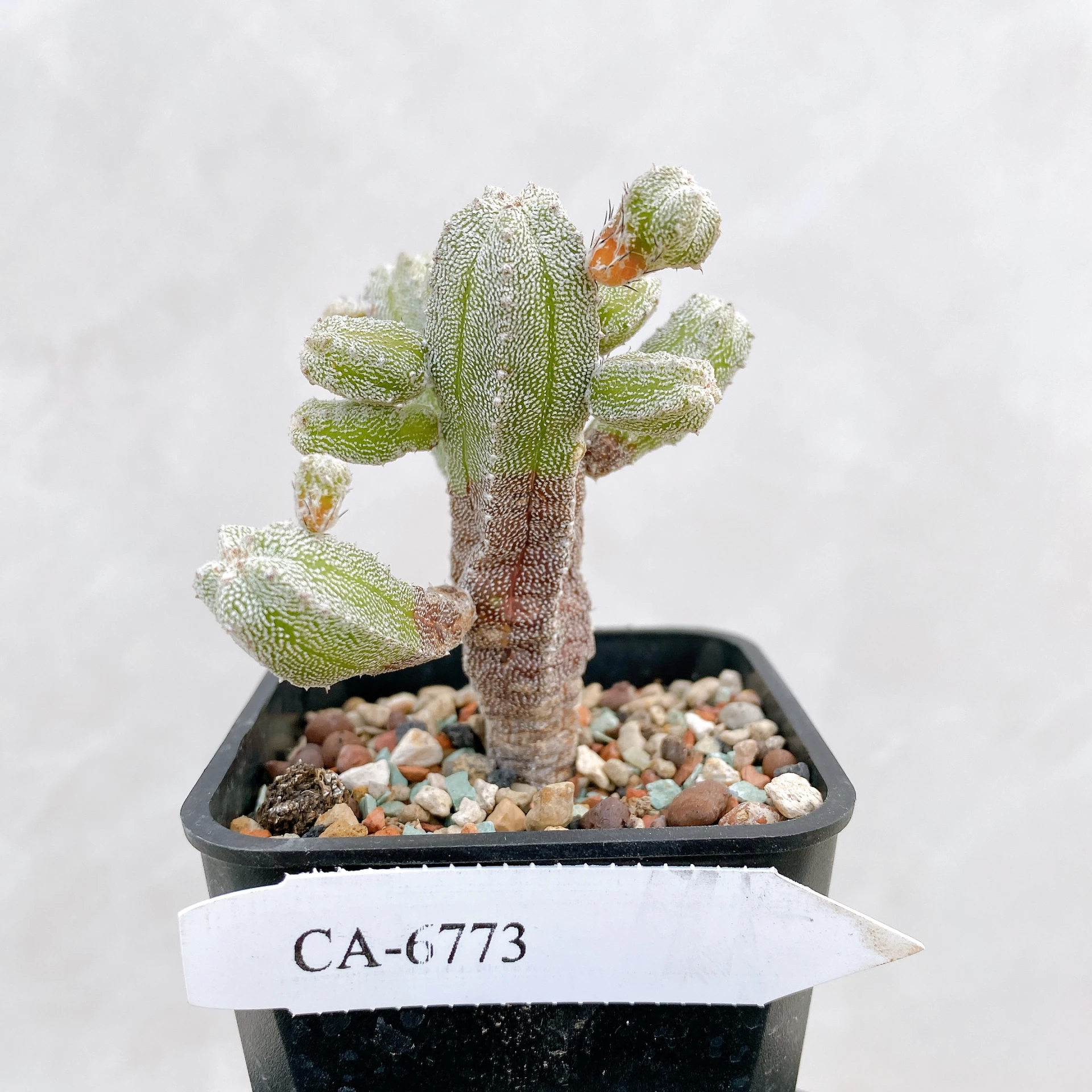 恩塚鸞鳳玉石化 Astrophytum myriostigma ‘Onzuka’ f. monstrose CA-6773