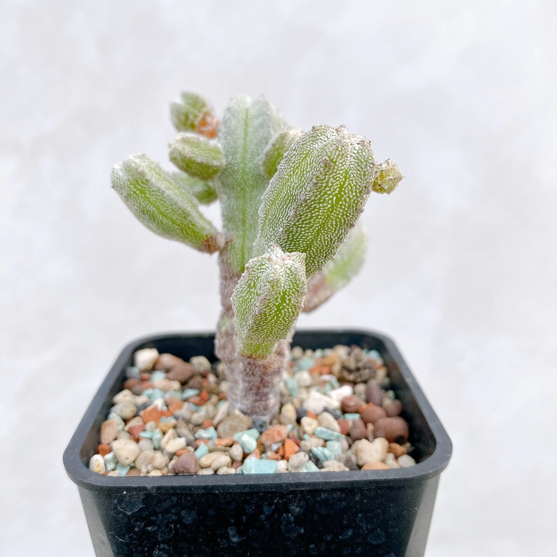 恩塚鸞鳳玉石化 Astrophytum myriostigma ‘Onzuka’ f. monstrose CA-6773