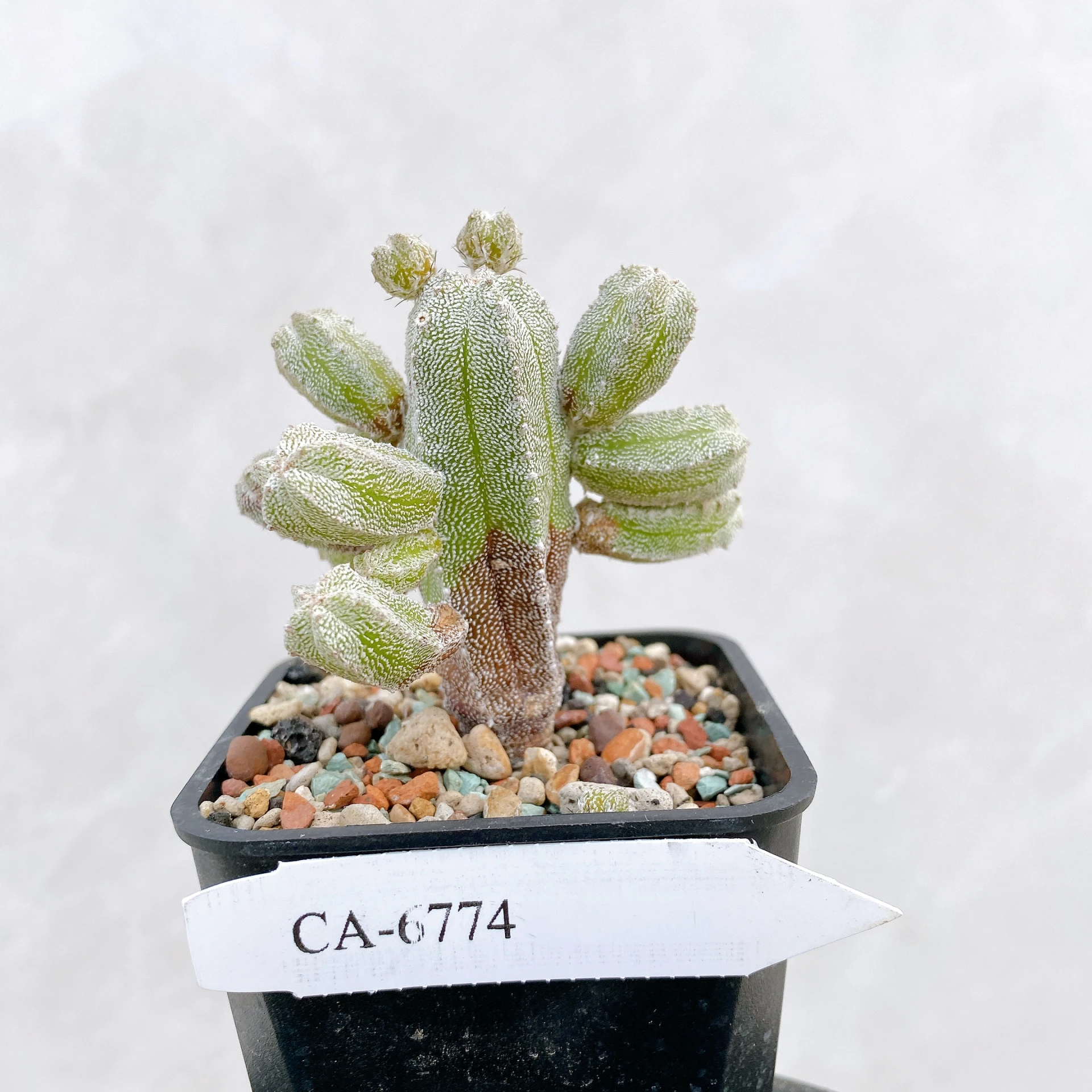 恩塚鸞鳳玉石化 Astrophytum myriostigma ‘Onzuka’ f. monstrose CA-6774