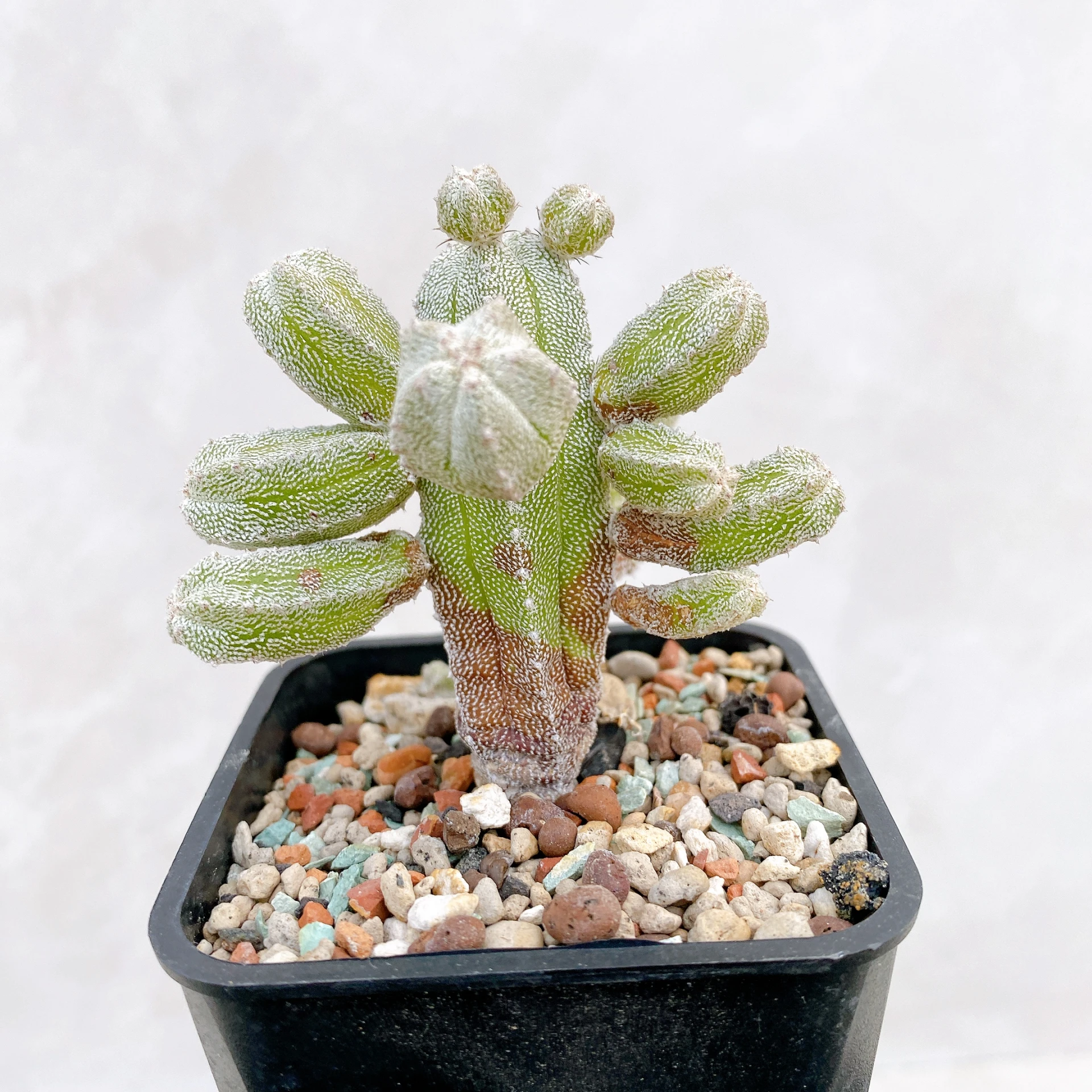 恩塚鸞鳳玉石化 Astrophytum myriostigma ‘Onzuka’ f. monstrose CA-6774
