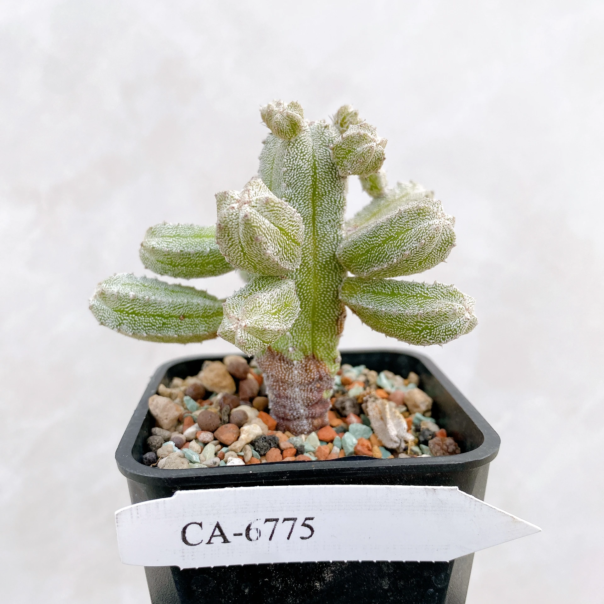 恩塚鸞鳳玉石化 Astrophytum myriostigma ‘Onzuka’ f. monstrose CA-6775