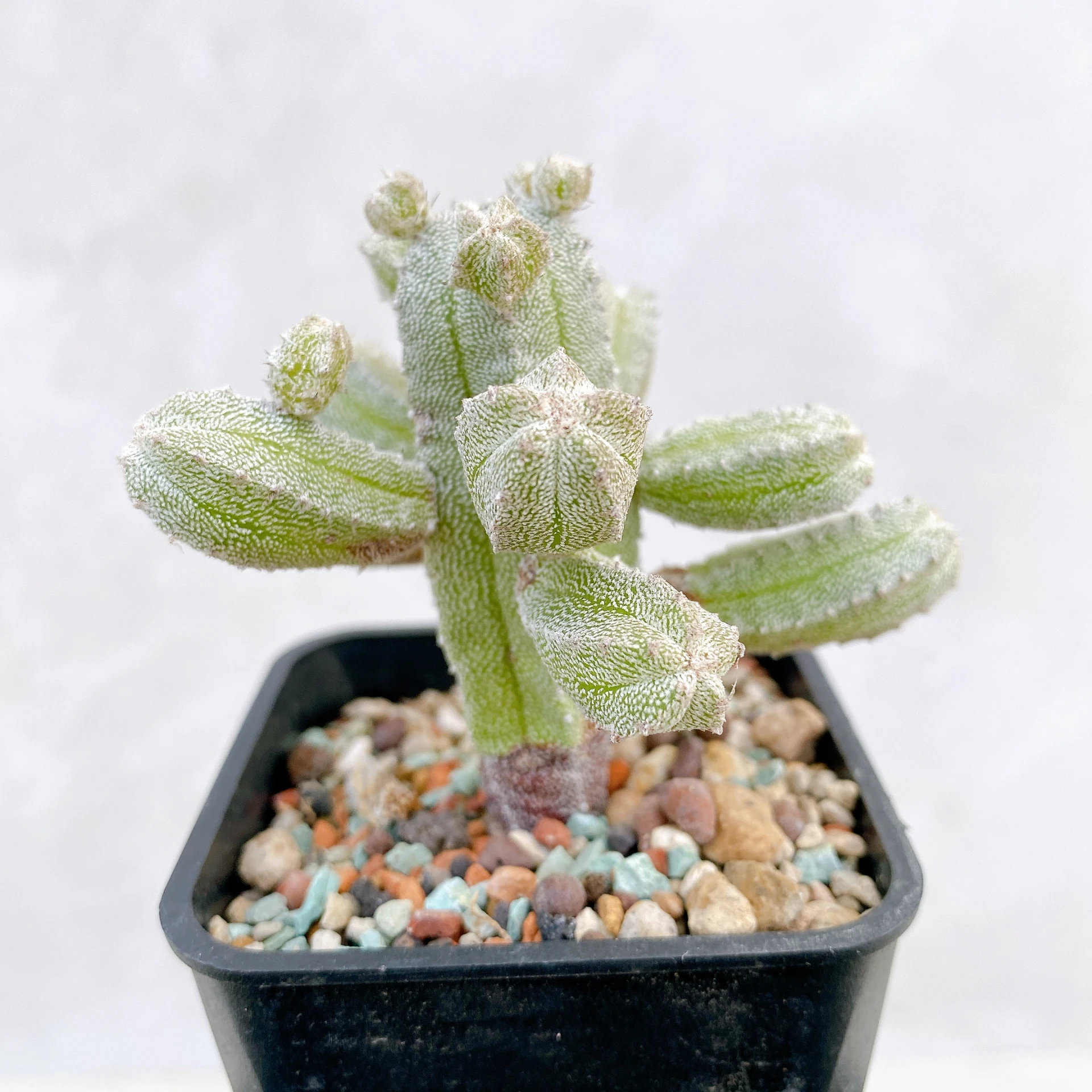 恩塚鸞鳳玉石化 Astrophytum myriostigma ‘Onzuka’ f. monstrose CA-6775