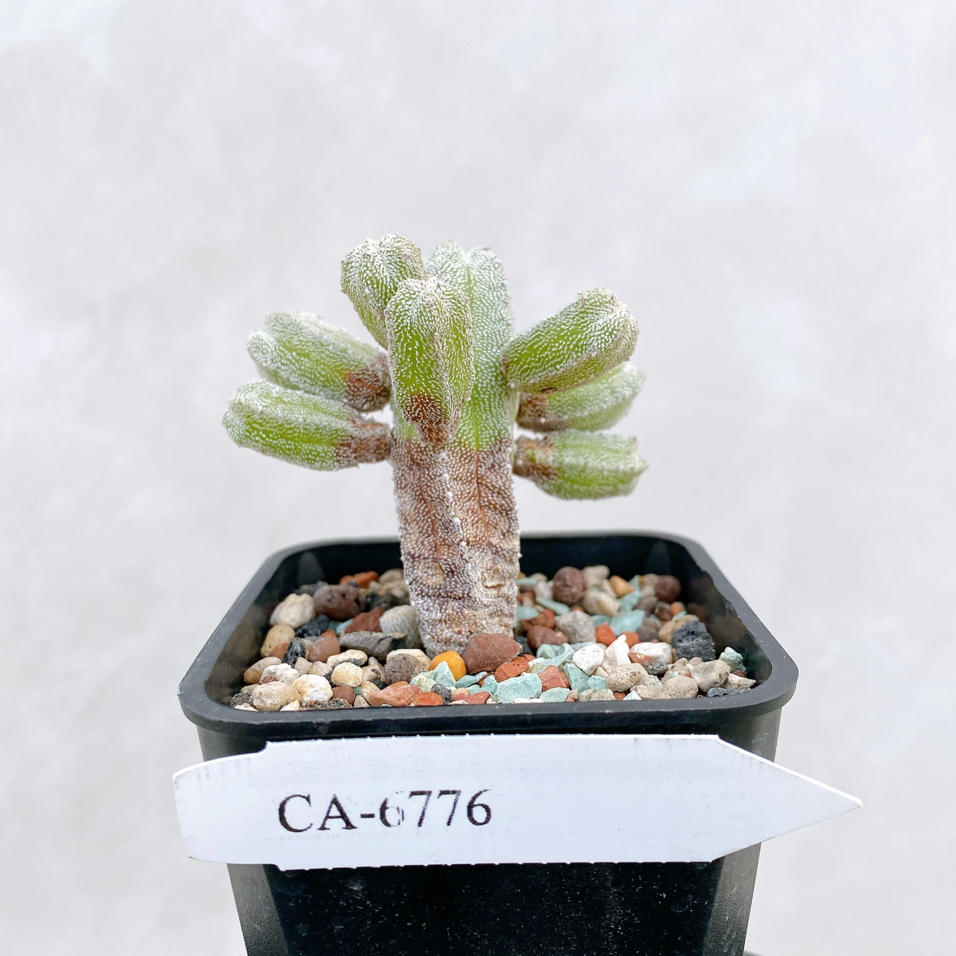 恩塚鸞鳳玉石化 Astrophytum myriostigma ‘Onzuka’ f. monstrose CA-6776