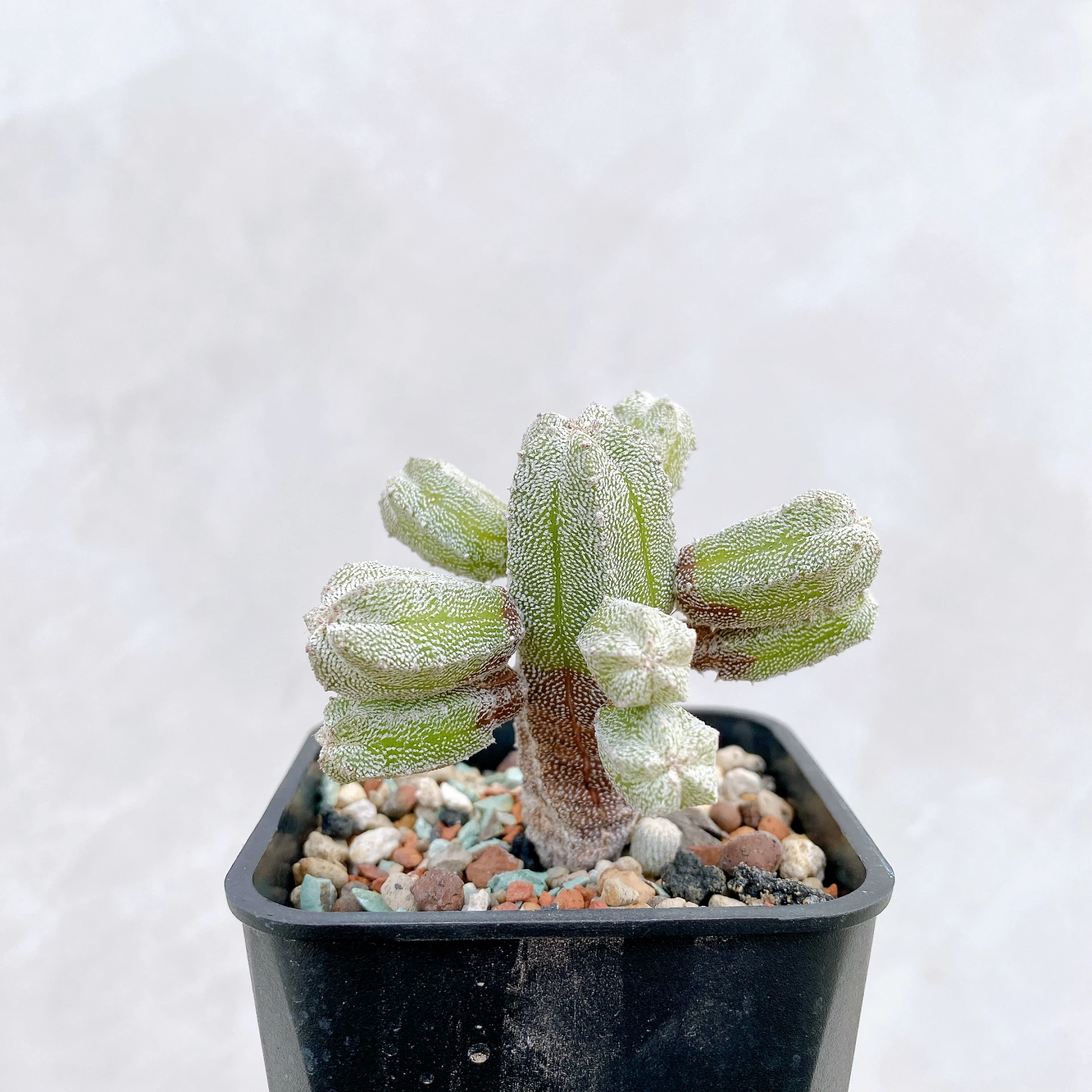 恩塚鸞鳳玉石化 Astrophytum myriostigma ‘Onzuka’ f. monstrose CA-6776