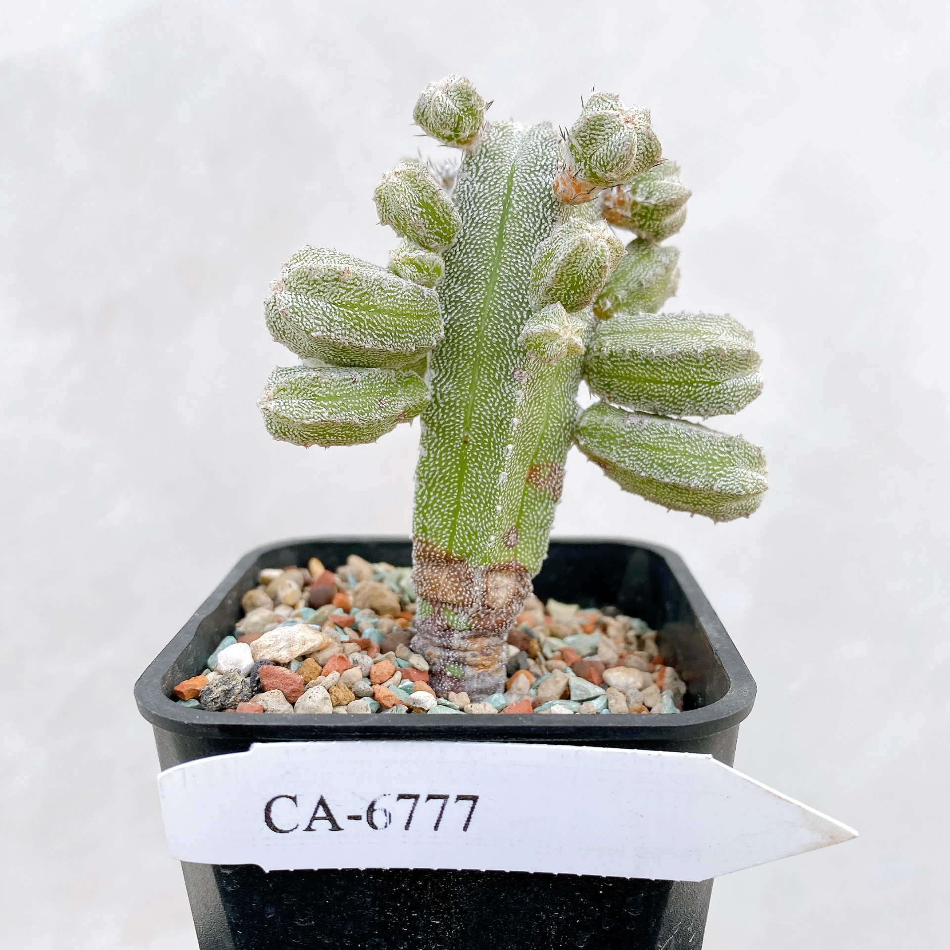 恩塚鸞鳳玉石化 Astrophytum myriostigma ‘Onzuka’ f. monstrose CA-6777