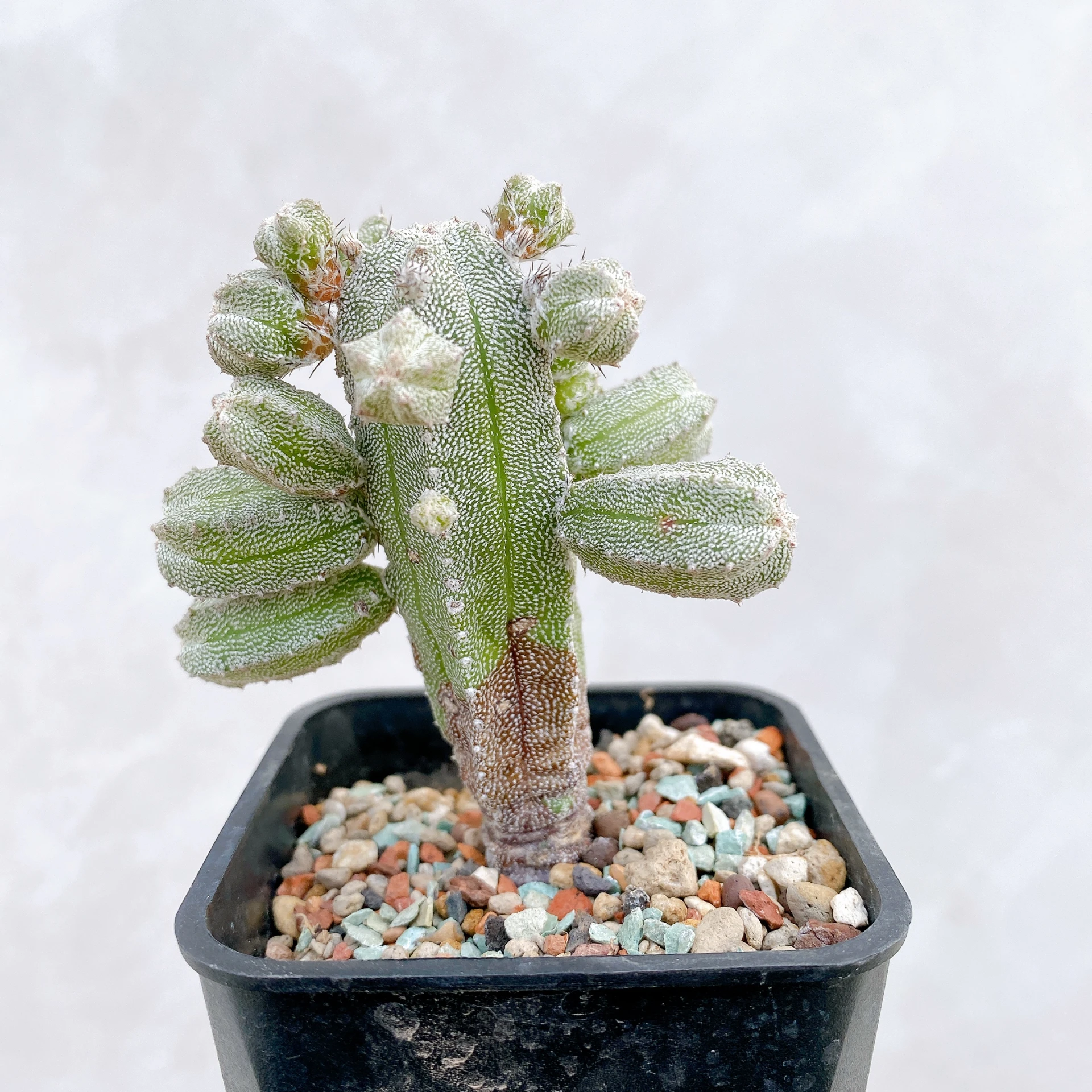 恩塚鸞鳳玉石化 Astrophytum myriostigma ‘Onzuka’ f. monstrose CA-6777