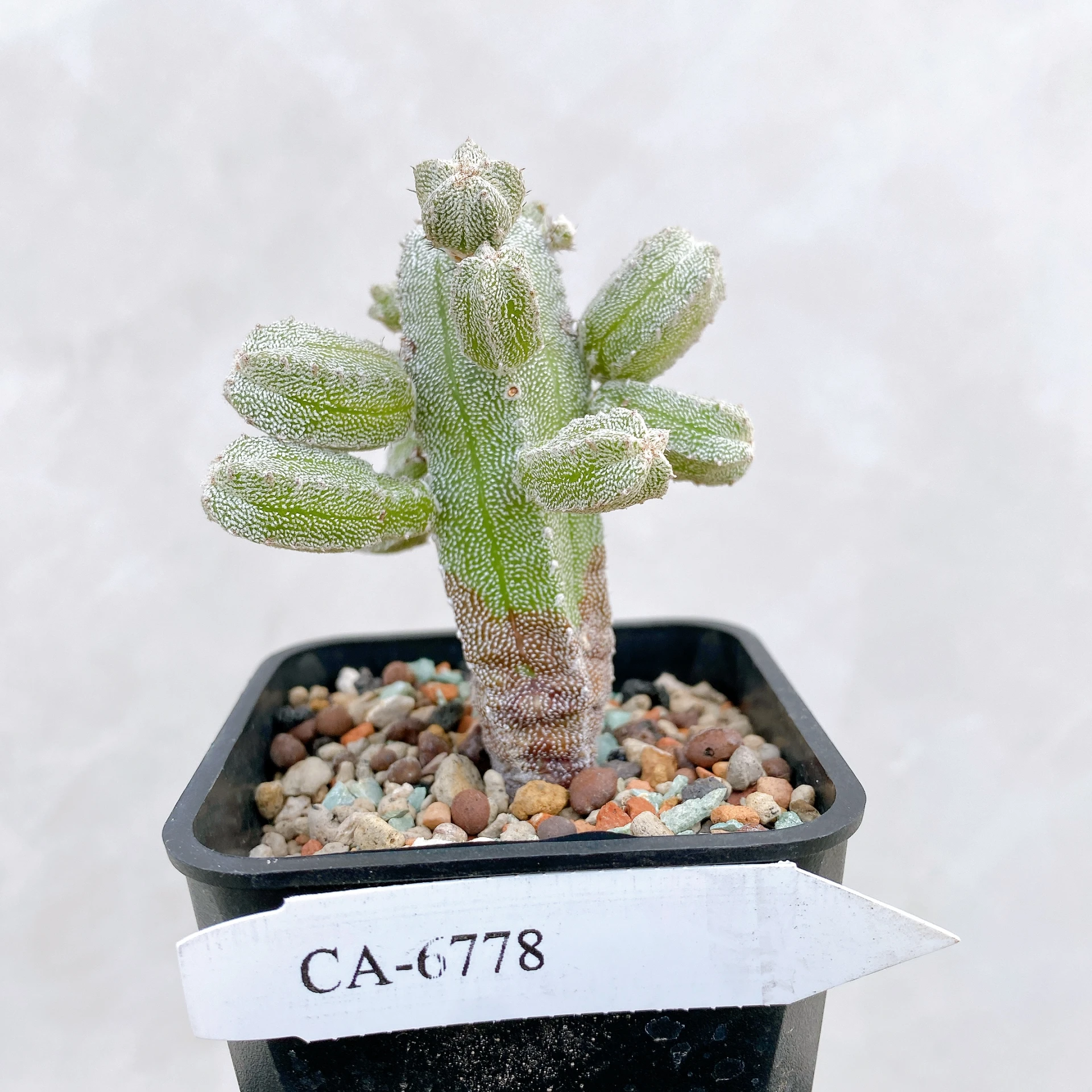 恩塚鸞鳳玉石化 Astrophytum myriostigma ‘Onzuka’ f. monstrose CA-6778