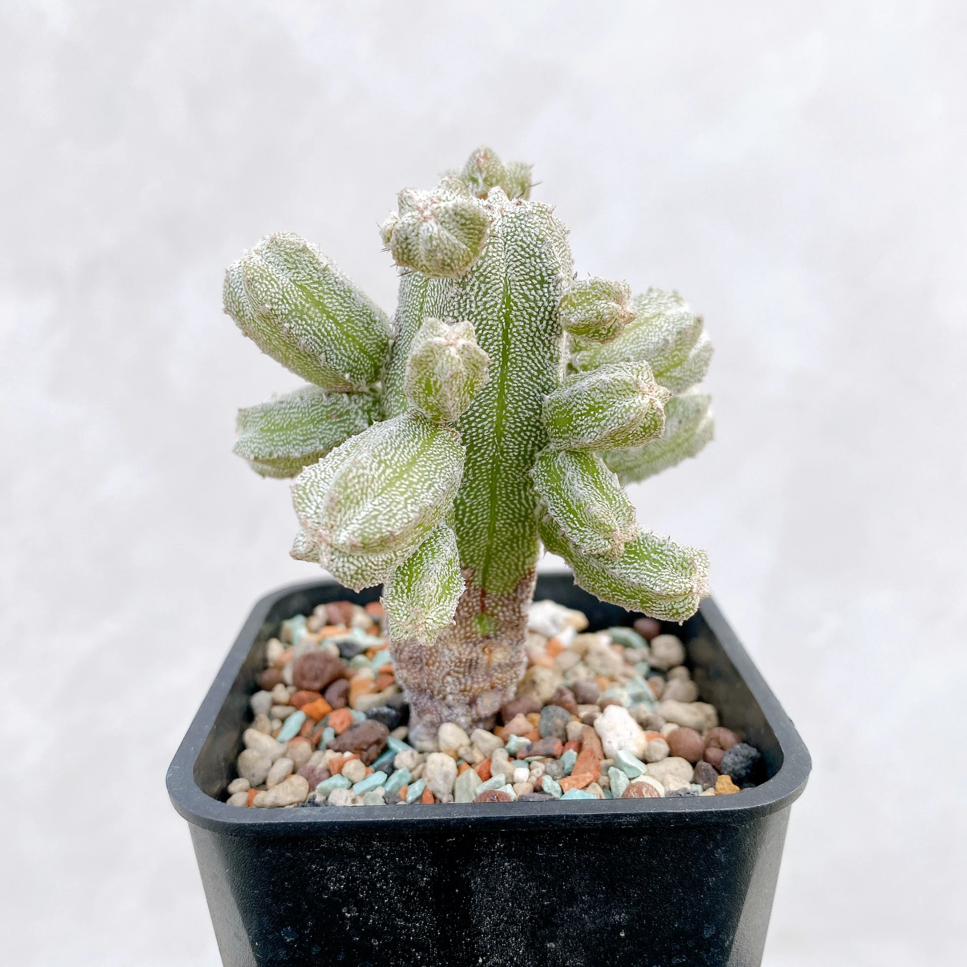 恩塚鸞鳳玉石化 Astrophytum myriostigma ‘Onzuka’ f. monstrose CA-6778
