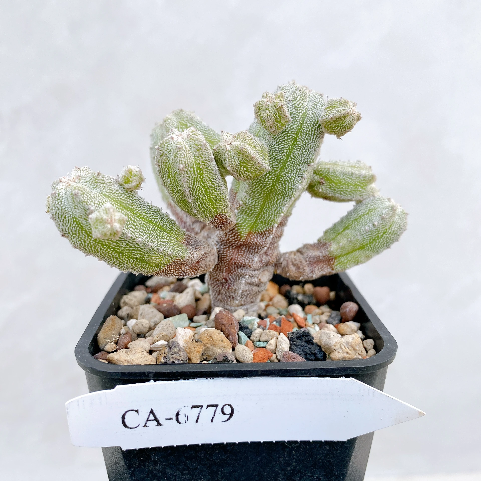 恩塚鸞鳳玉石化 Astrophytum myriostigma ‘Onzuka’ f. monstrose CA-6779