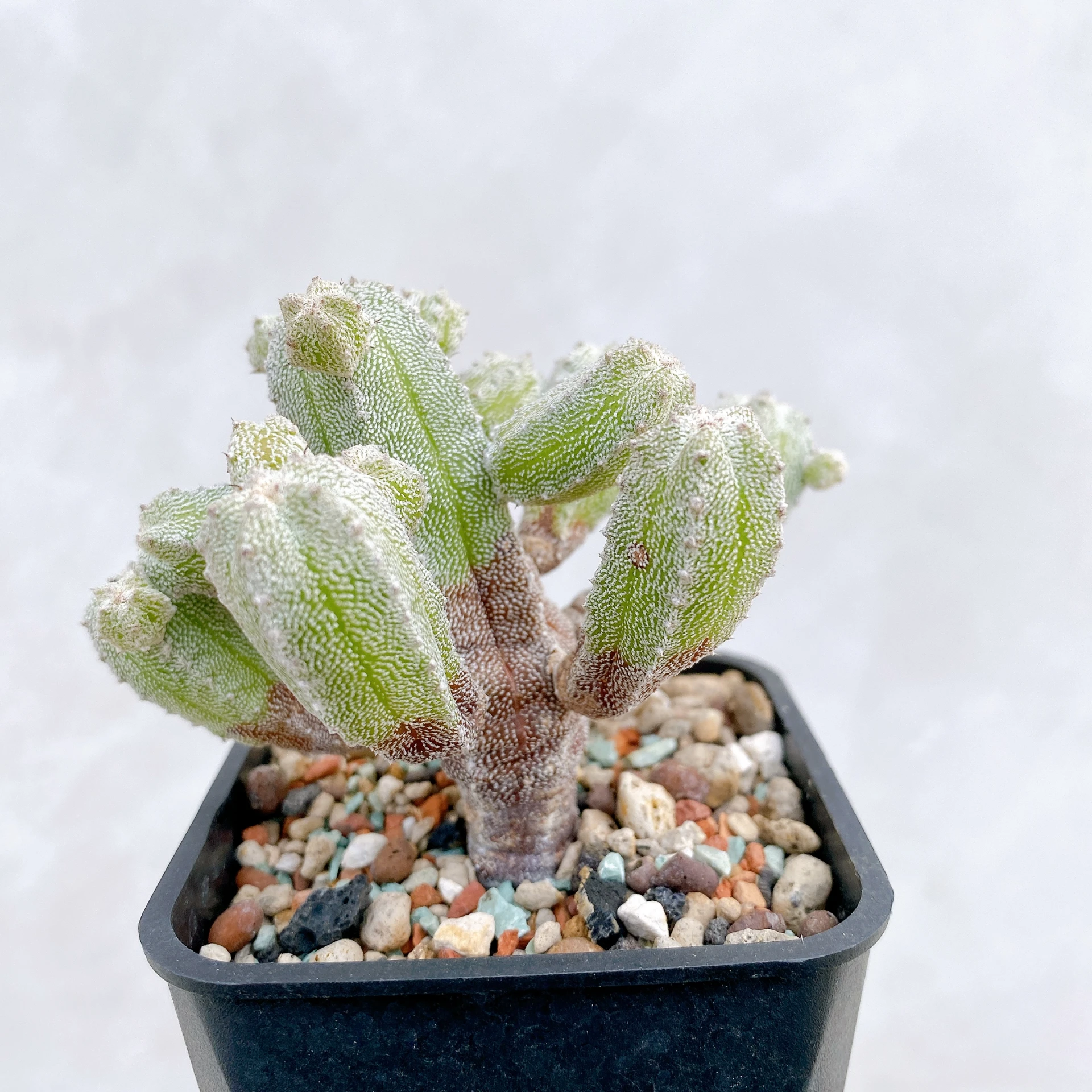 恩塚鸞鳳玉石化 Astrophytum myriostigma ‘Onzuka’ f. monstrose CA-6779