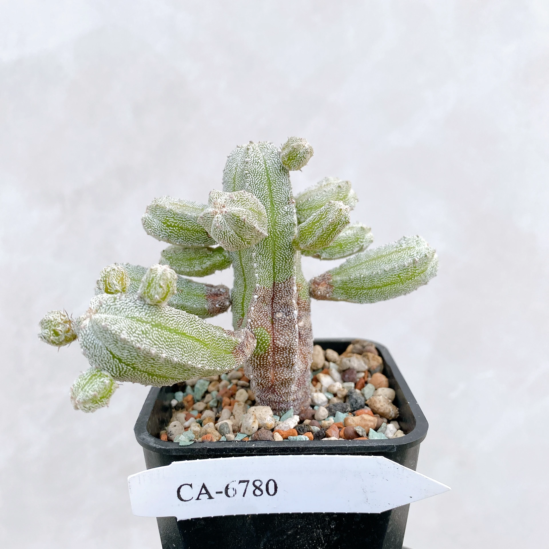 恩塚鸞鳳玉石化 Astrophytum myriostigma ‘Onzuka’ f. monstrose CA-6780