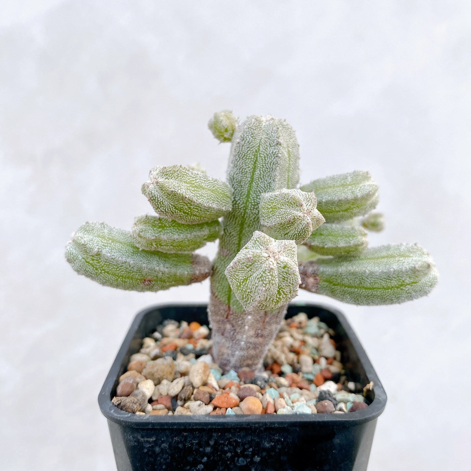 恩塚鸞鳳玉石化 Astrophytum myriostigma ‘Onzuka’ f. monstrose CA-6780