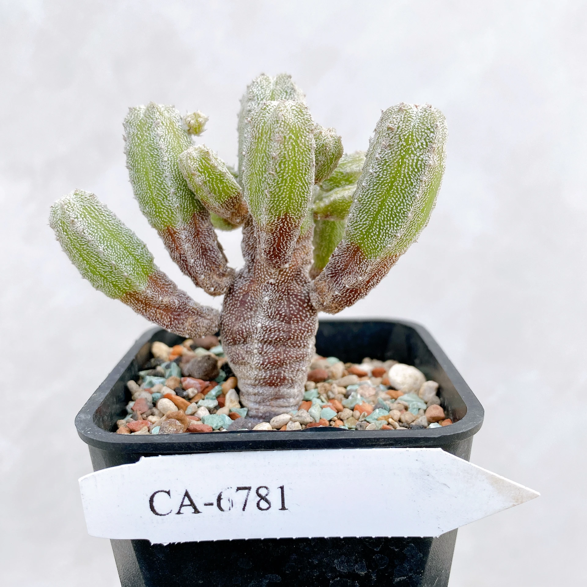 恩塚鸞鳳玉石化 Astrophytum myriostigma ‘Onzuka’ f. monstrose CA-6781