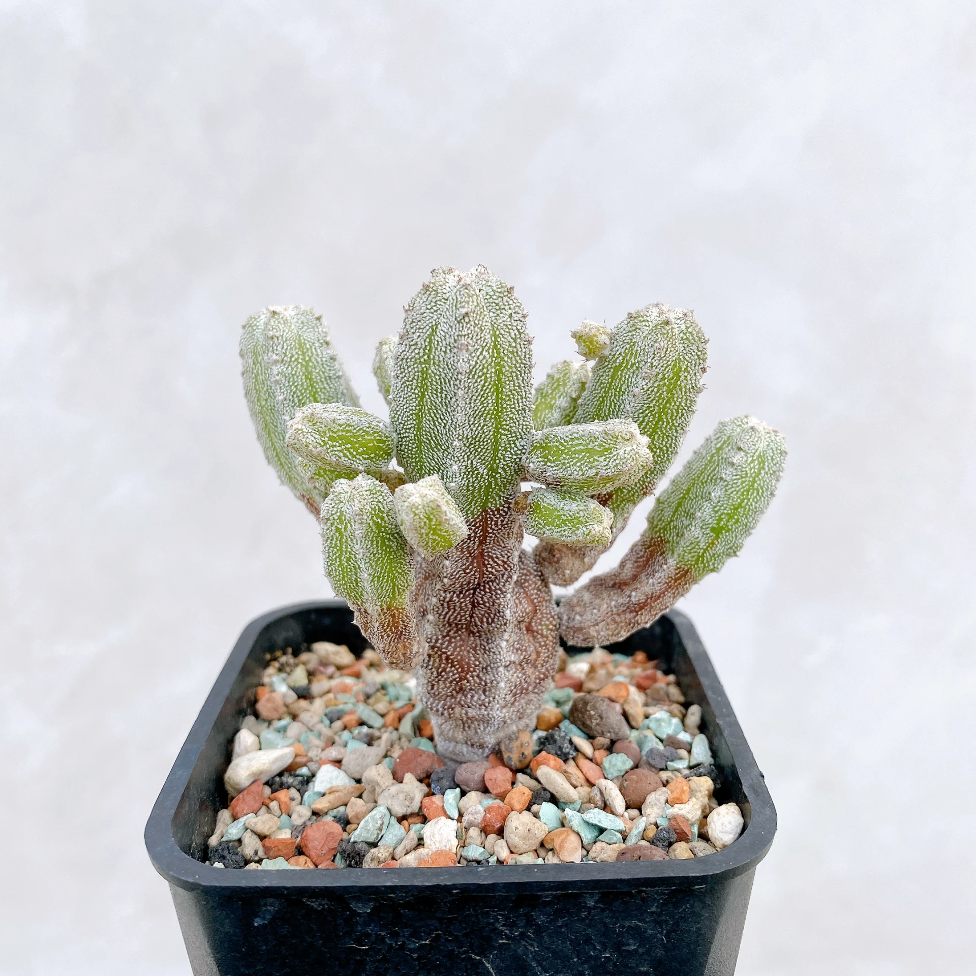 恩塚鸞鳳玉石化 Astrophytum myriostigma ‘Onzuka’ f. monstrose CA-6781