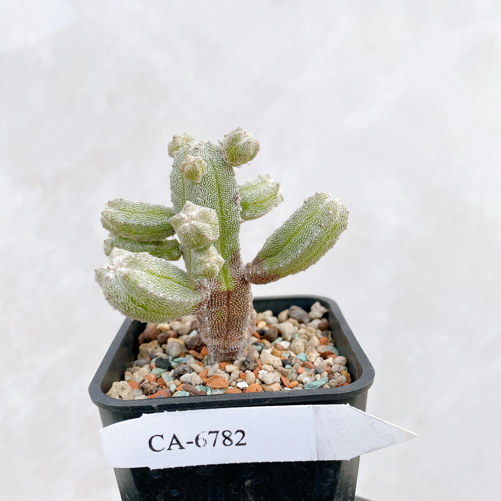 恩塚鸞鳳玉石化 Astrophytum myriostigma ‘Onzuka’ f. monstrose CA-6782