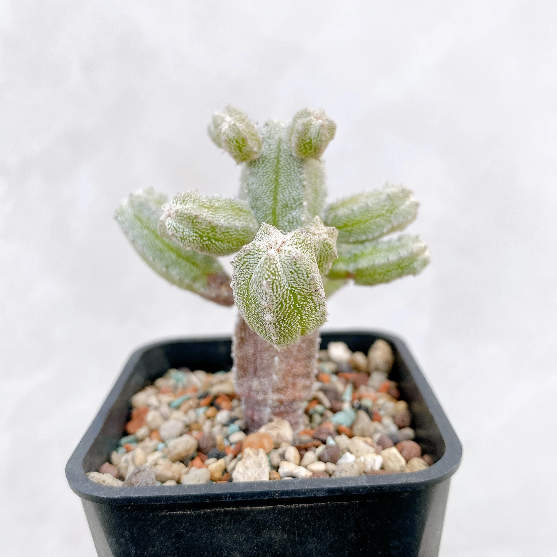 恩塚鸞鳳玉石化 Astrophytum myriostigma ‘Onzuka’ f. monstrose CA-6782
