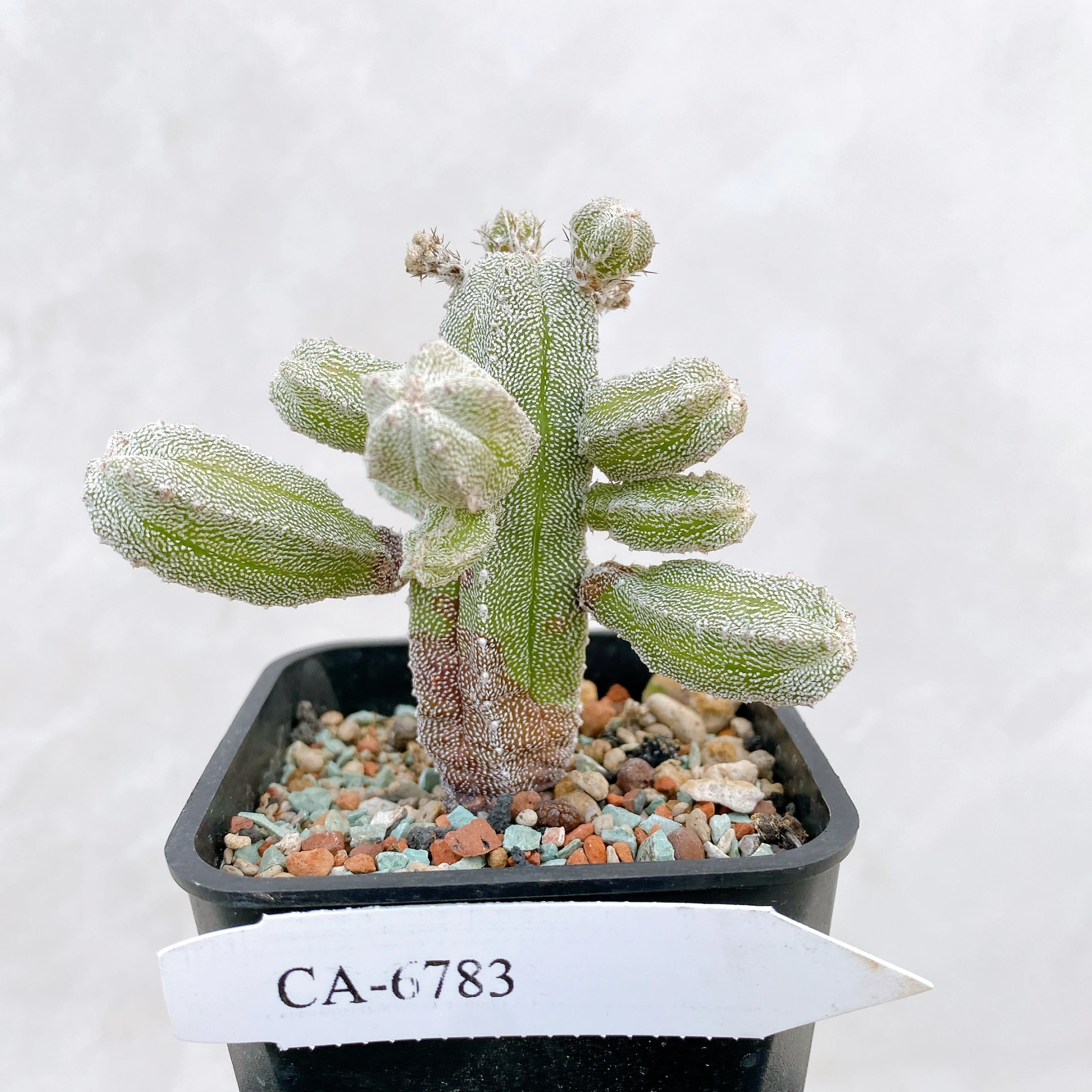 恩塚鸞鳳玉石化 Astrophytum myriostigma ‘Onzuka’ f. monstrose CA-6783