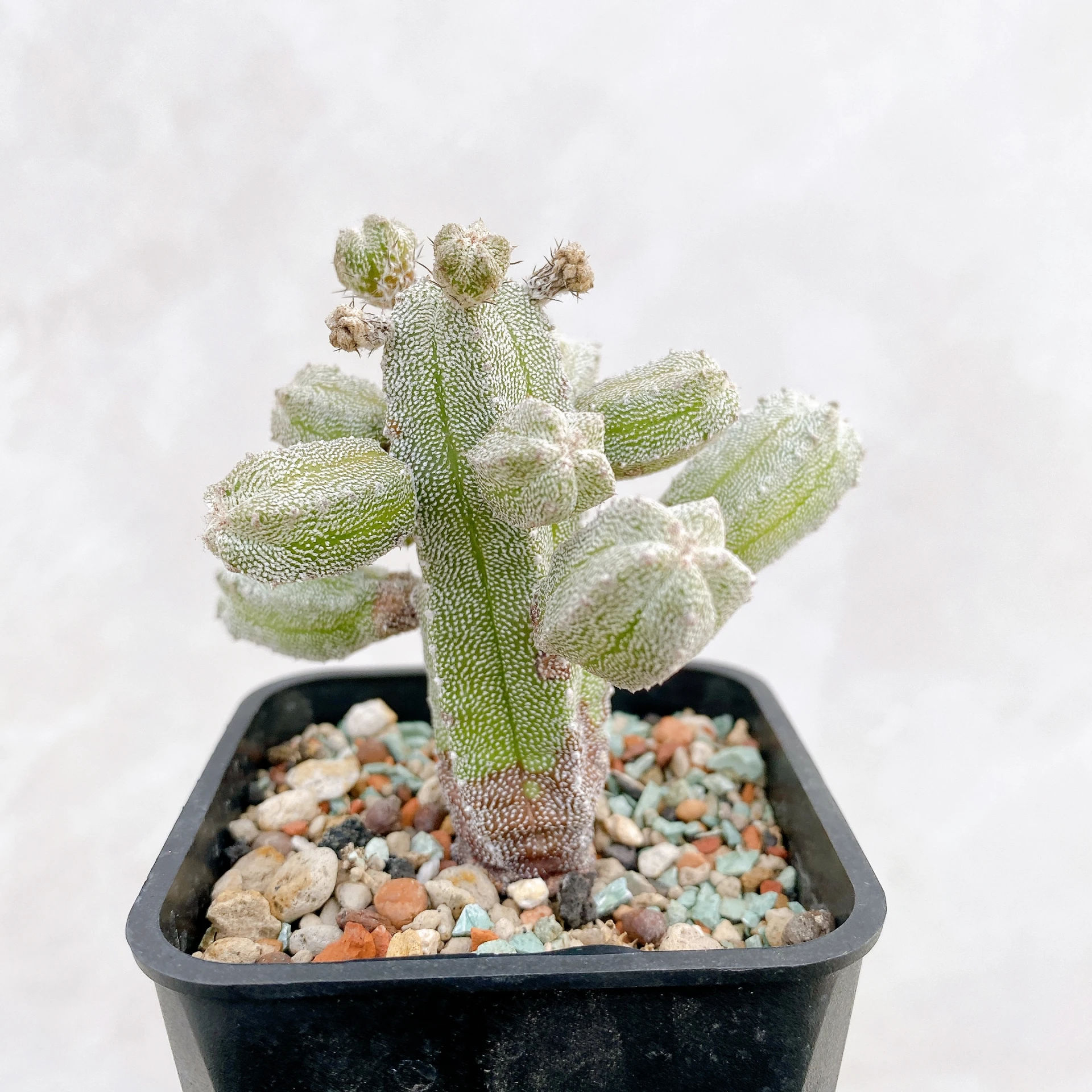 恩塚鸞鳳玉石化 Astrophytum myriostigma ‘Onzuka’ f. monstrose CA-6783