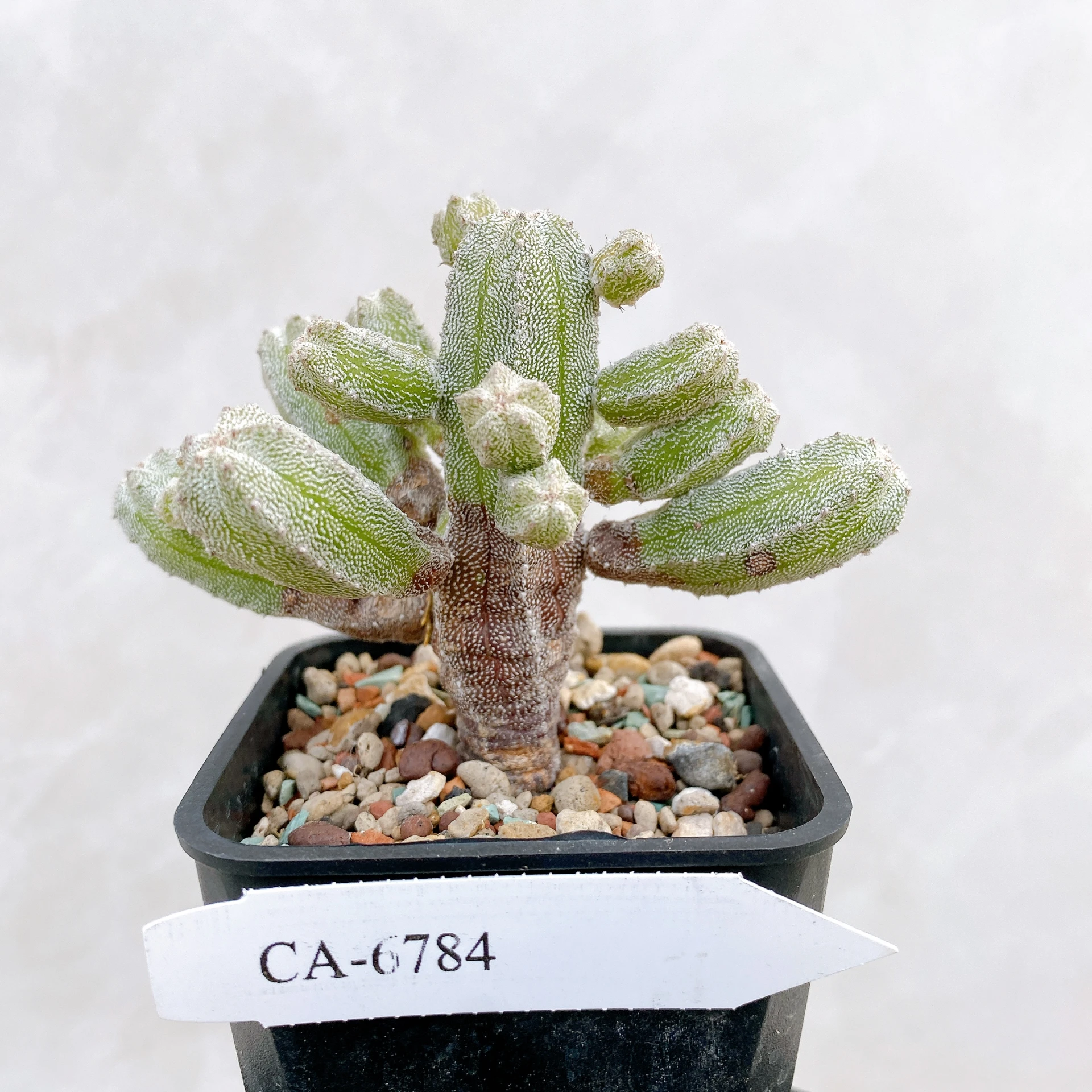 恩塚鸞鳳玉石化 Astrophytum myriostigma ‘Onzuka’ f. monstrose CA-6784