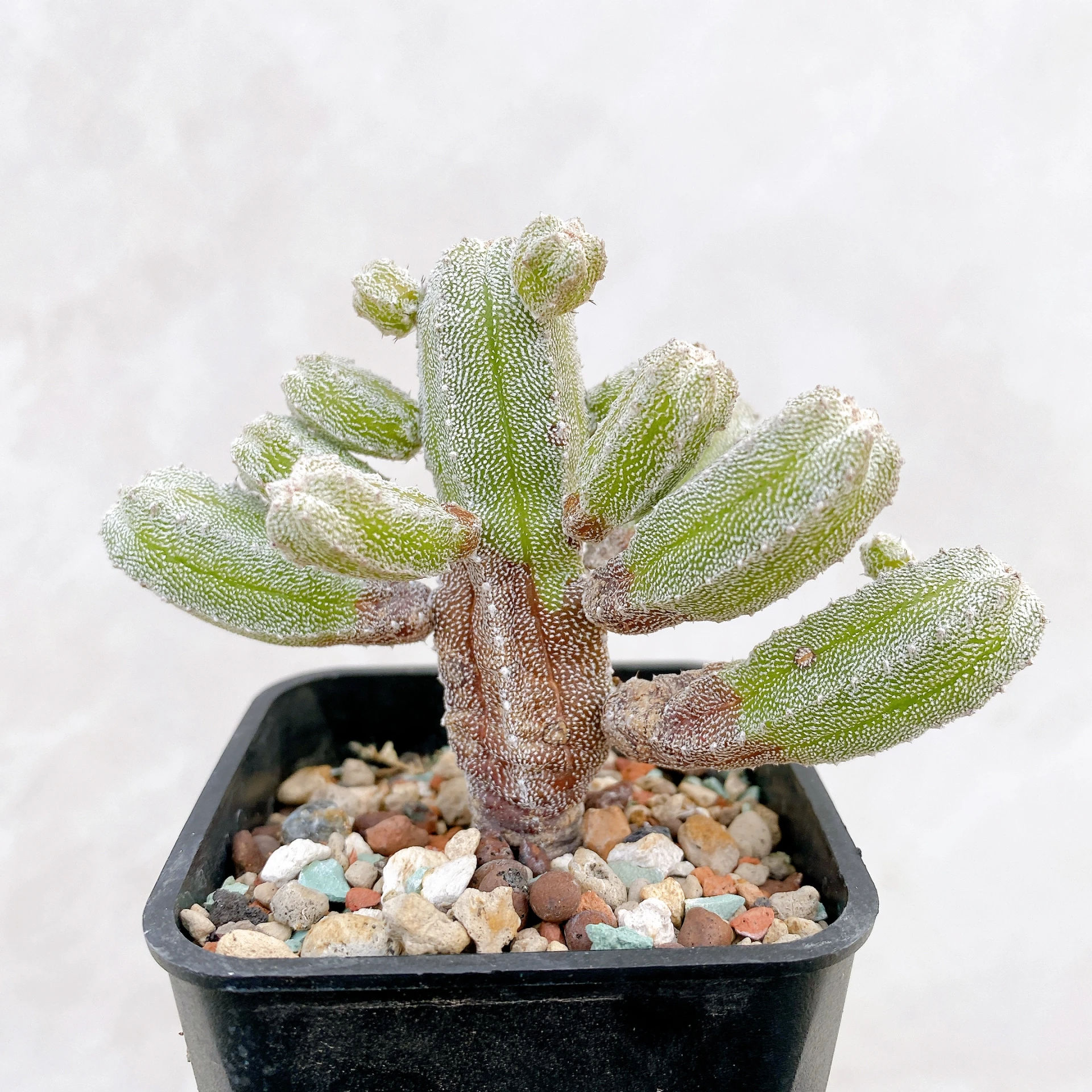 恩塚鸞鳳玉石化 Astrophytum myriostigma ‘Onzuka’ f. monstrose CA-6784