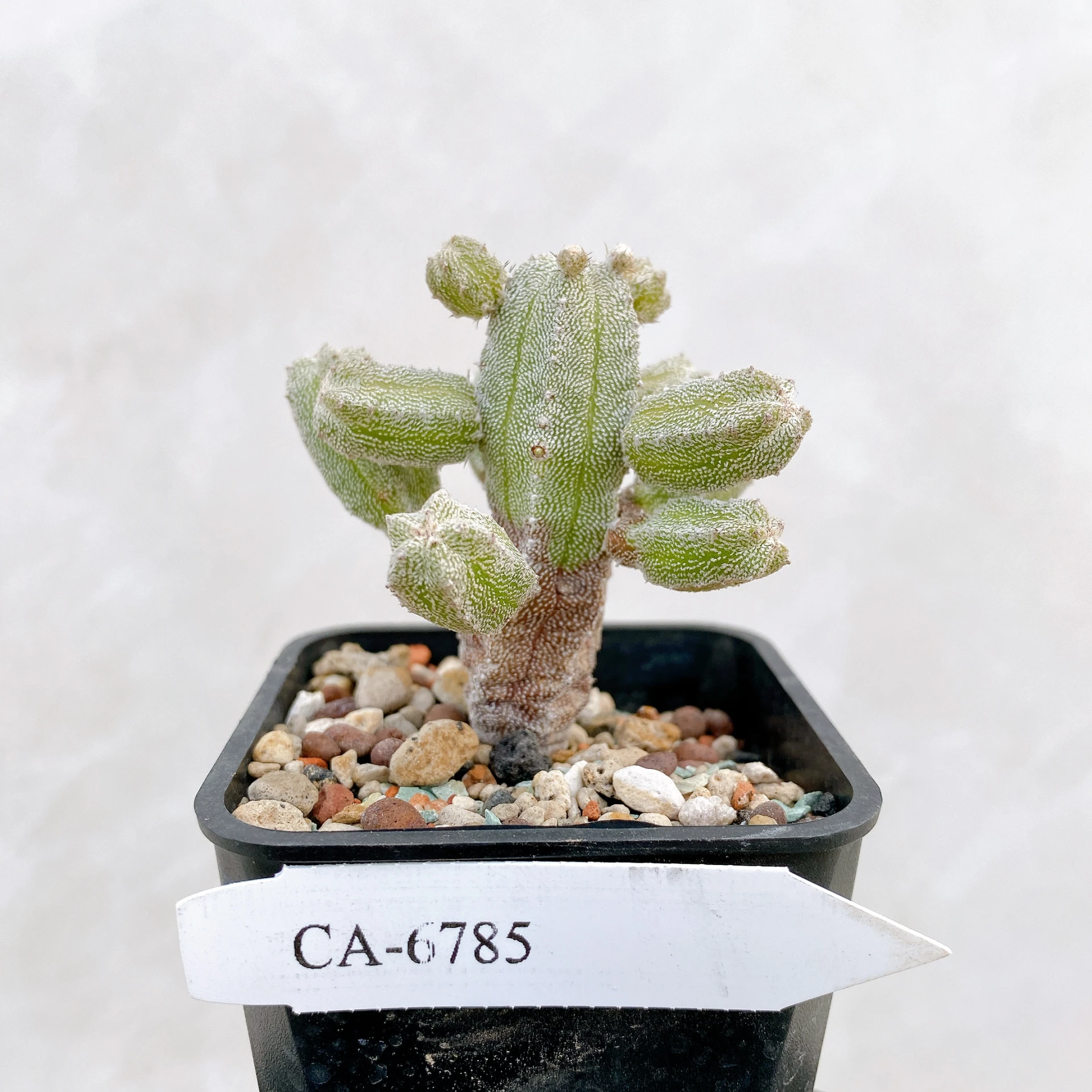 恩塚鸞鳳玉石化 Astrophytum myriostigma ‘Onzuka’ f. monstrose CA-6785