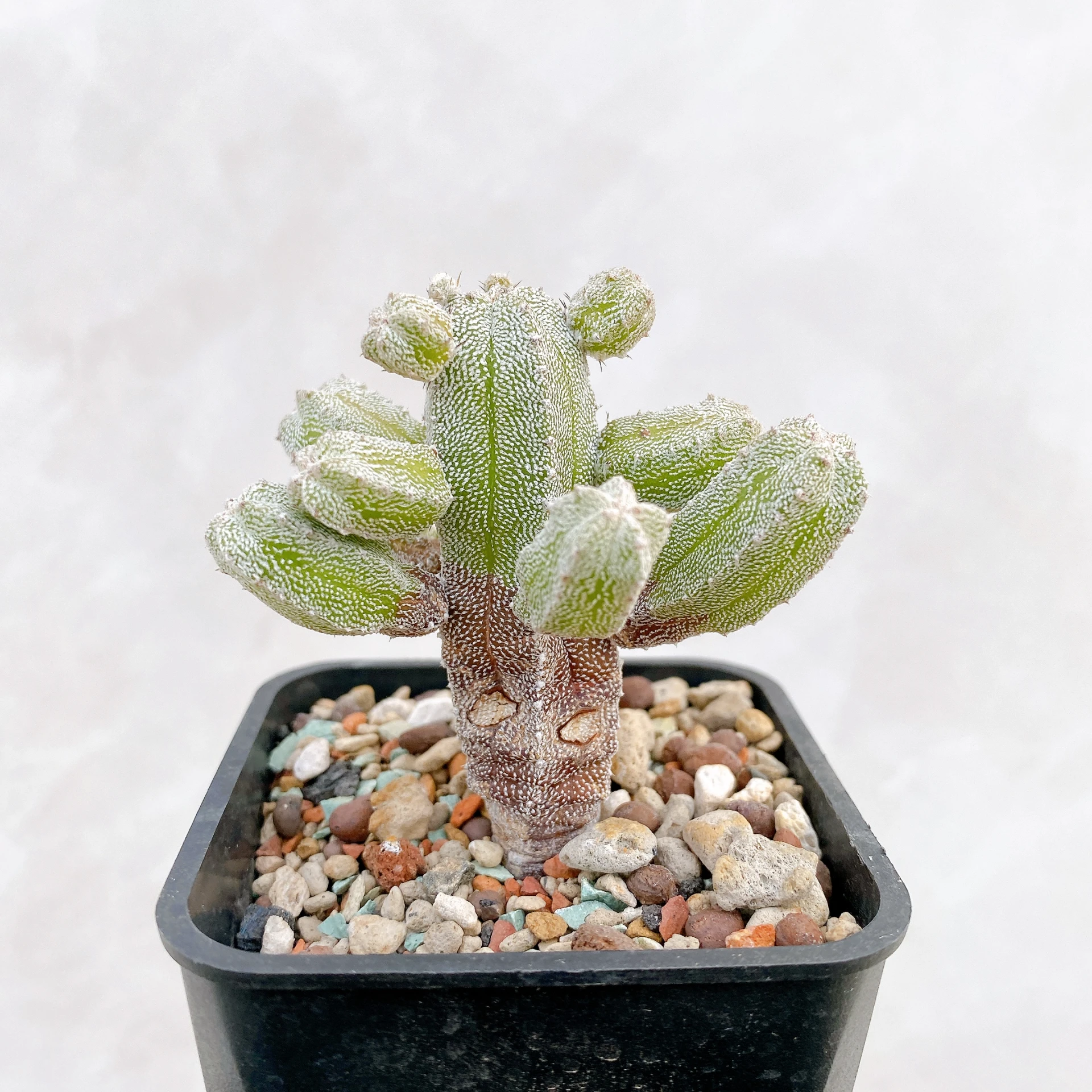恩塚鸞鳳玉石化 Astrophytum myriostigma ‘Onzuka’ f. monstrose CA-6785