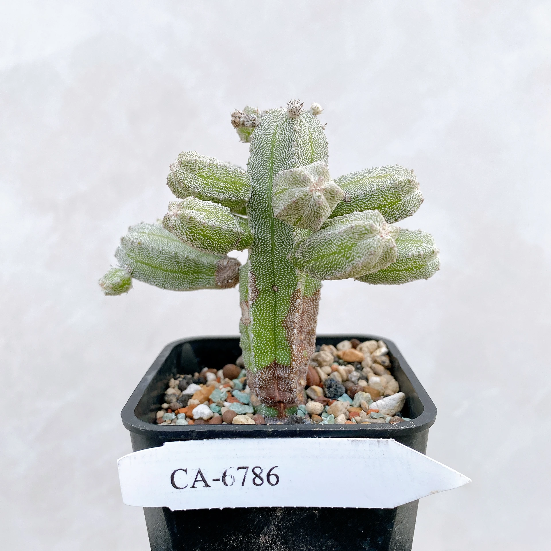 恩塚鸞鳳玉石化 Astrophytum myriostigma ‘Onzuka’ f. monstrose CA-6786