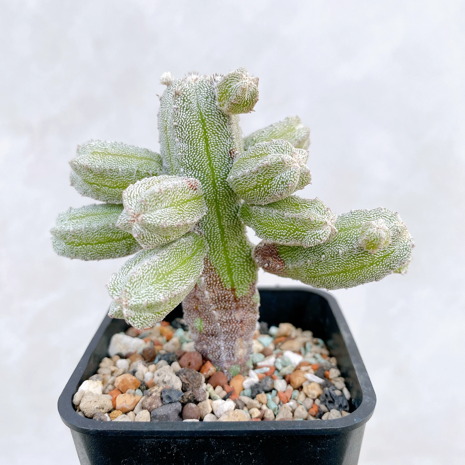 恩塚鸞鳳玉石化 Astrophytum myriostigma ‘Onzuka’ f. monstrose CA-6786
