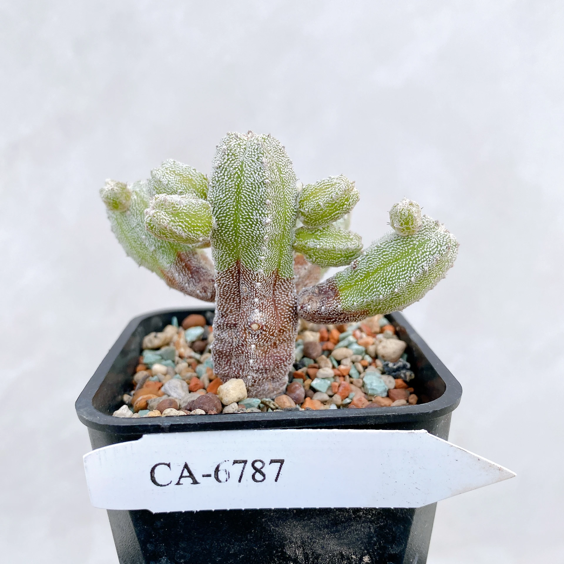 恩塚鸞鳳玉石化 Astrophytum myriostigma ‘Onzuka’ f. monstrose CA-6787