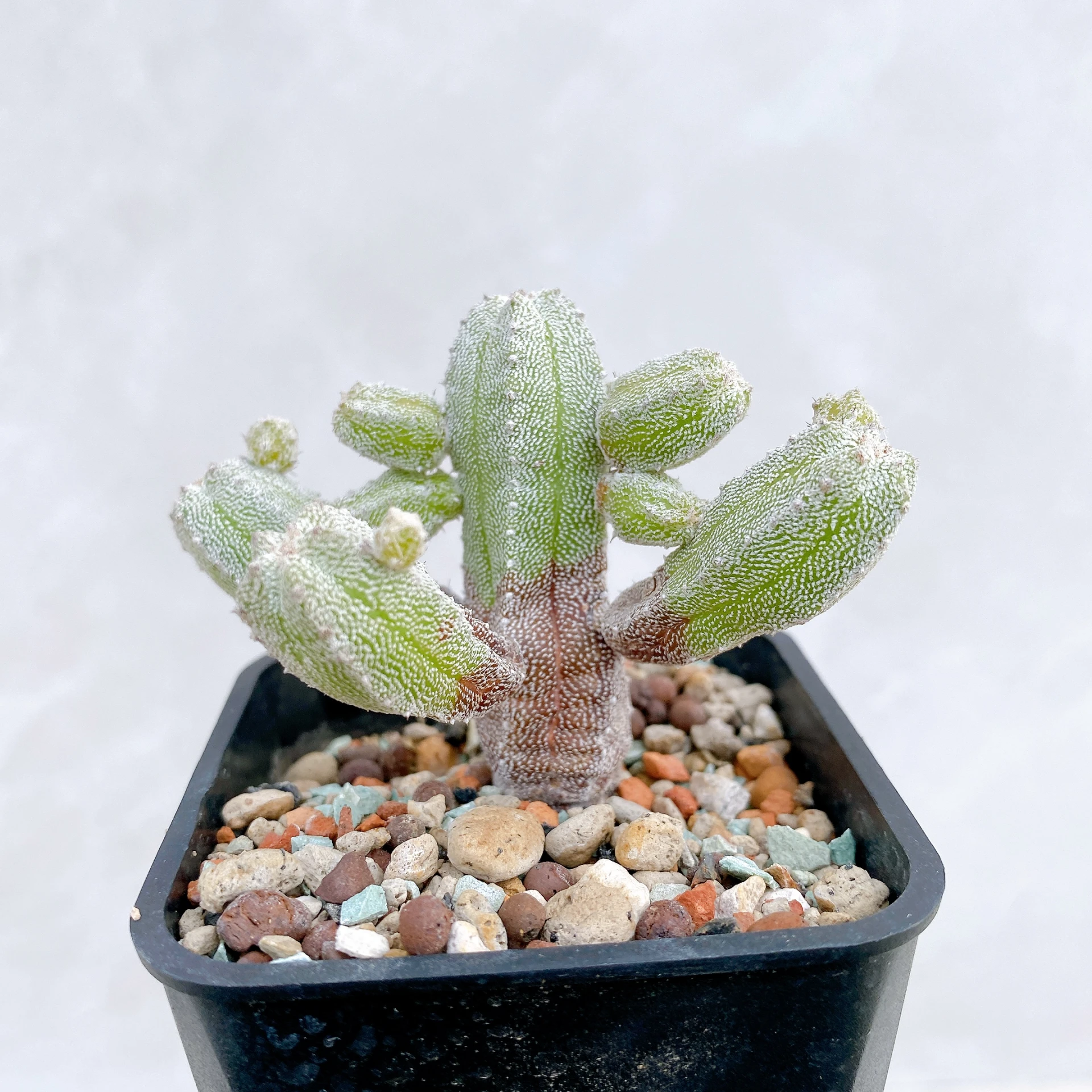 恩塚鸞鳳玉石化 Astrophytum myriostigma ‘Onzuka’ f. monstrose CA-6787