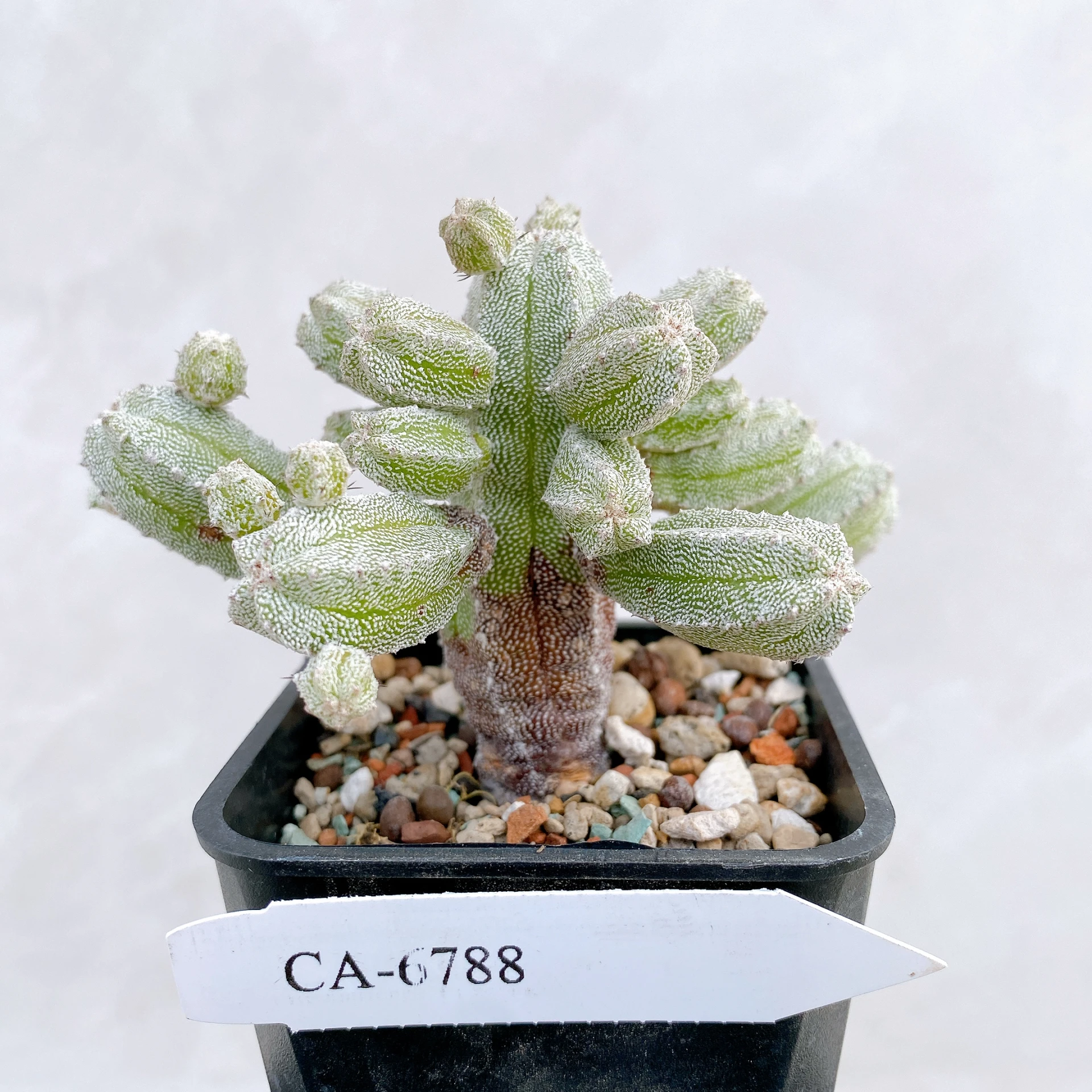恩塚鸞鳳玉石化 Astrophytum myriostigma ‘Onzuka’ f. monstrose CA-6788