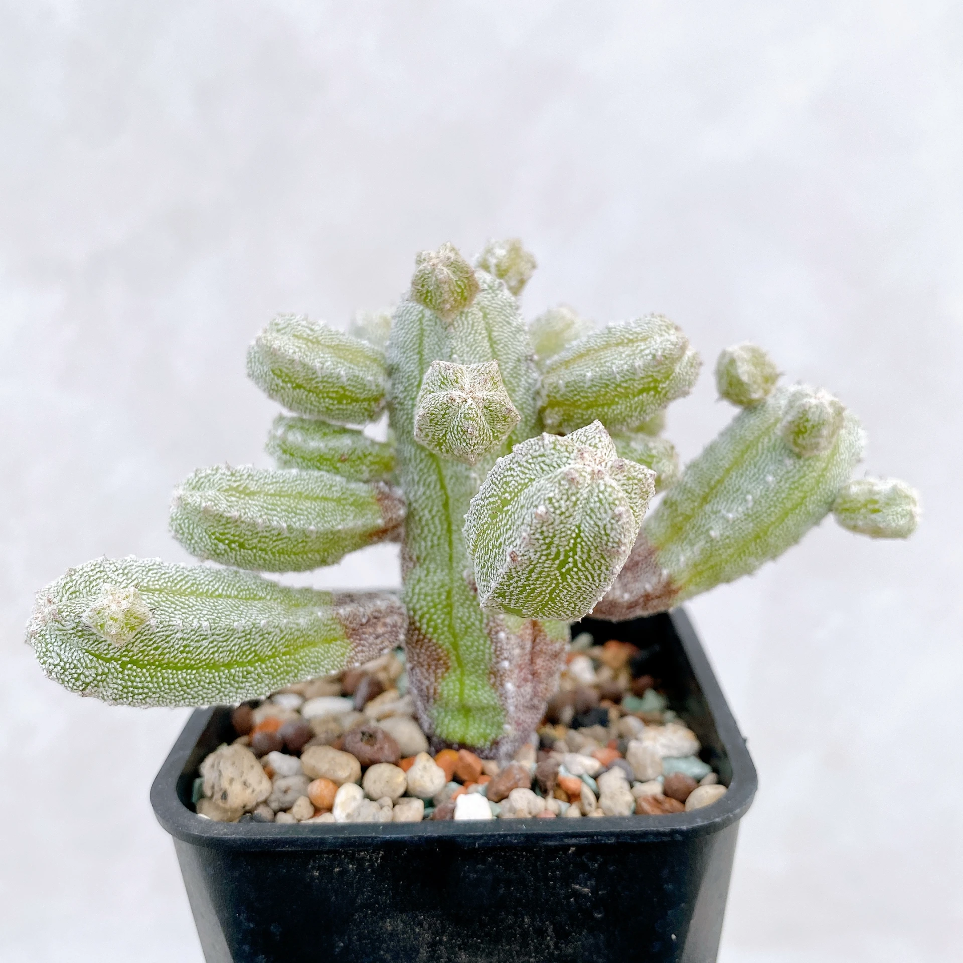 恩塚鸞鳳玉石化 Astrophytum myriostigma ‘Onzuka’ f. monstrose CA-6788
