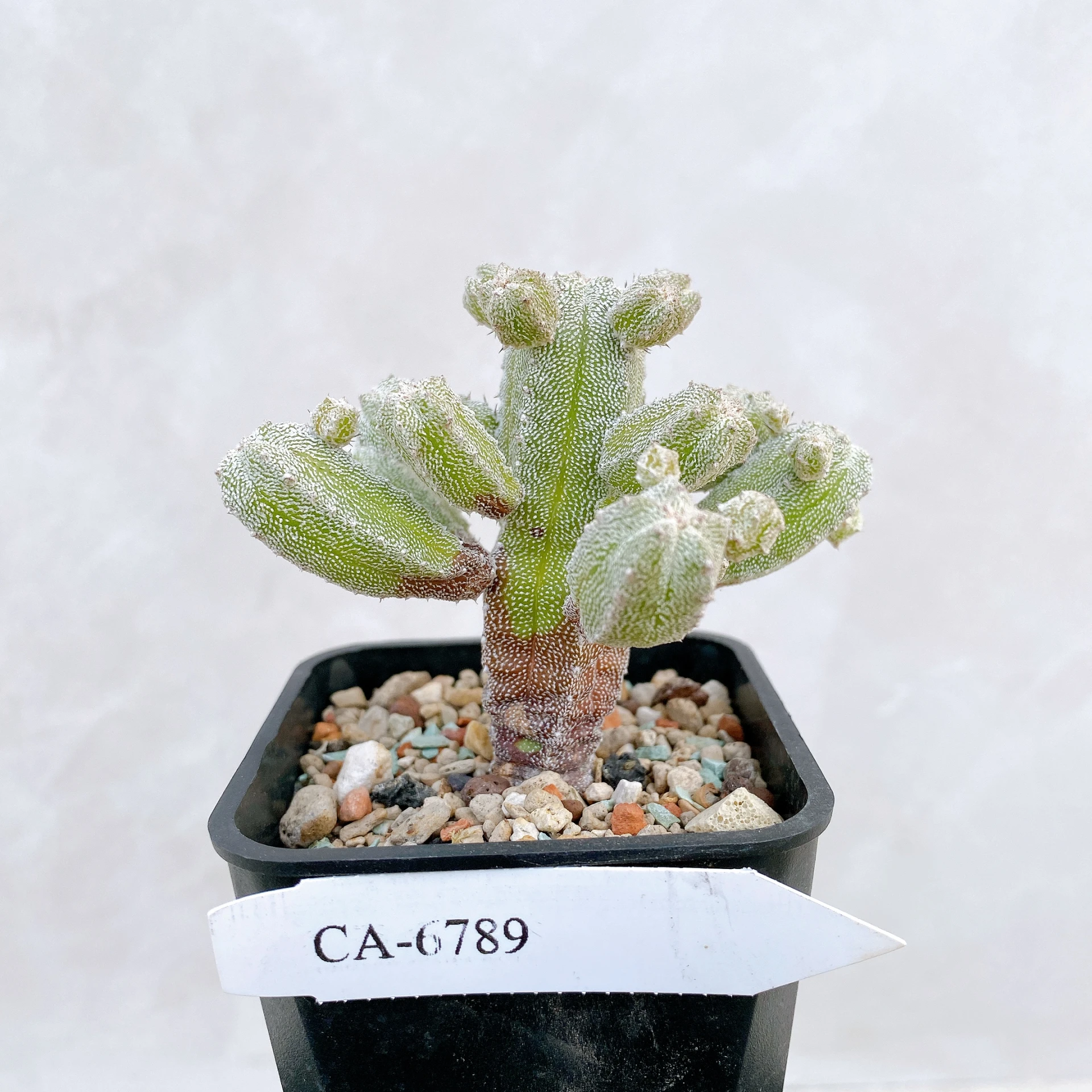 恩塚鸞鳳玉石化 Astrophytum myriostigma ‘Onzuka’ f. monstrose CA-6789
