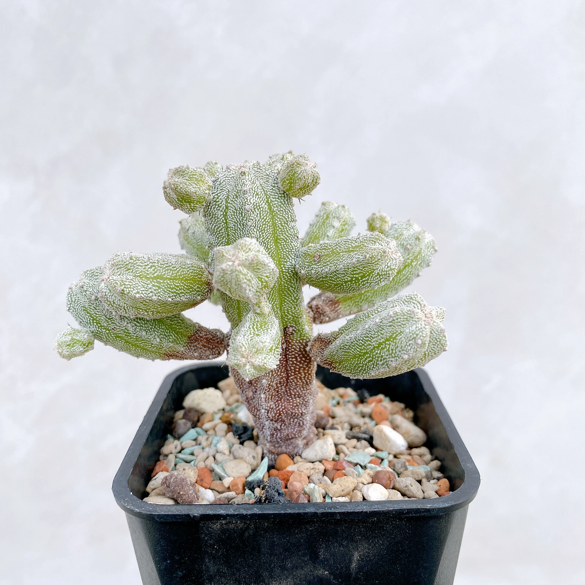 恩塚鸞鳳玉石化 Astrophytum myriostigma ‘Onzuka’ f. monstrose CA-6789