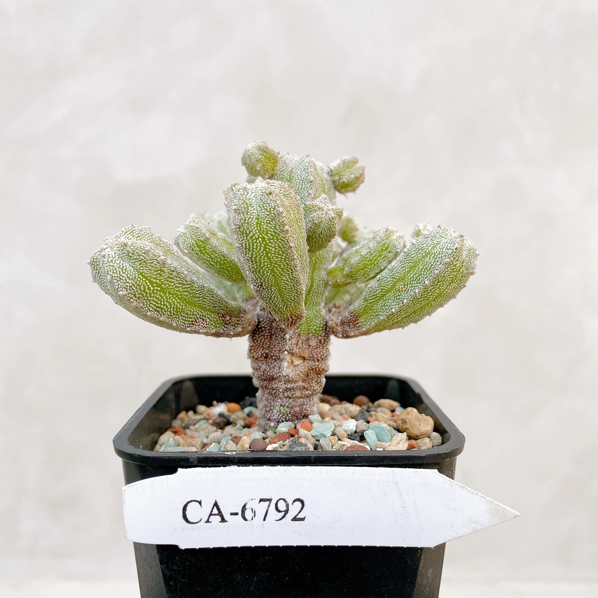 恩塚鸞鳳玉石化 Astrophytum myriostigma ‘Onzuka’ f. monstrose CA-6792