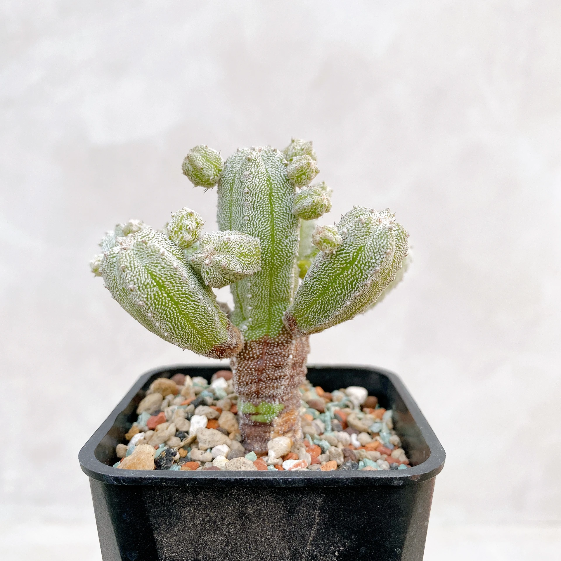 恩塚鸞鳳玉石化 Astrophytum myriostigma ‘Onzuka’ f. monstrose CA-6792