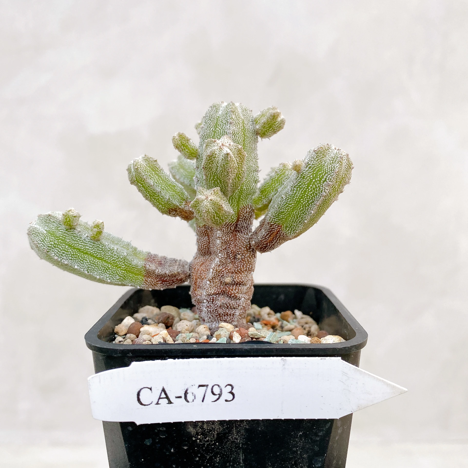 恩塚鸞鳳玉石化 Astrophytum myriostigma ‘Onzuka’ f. monstrose CA-6793