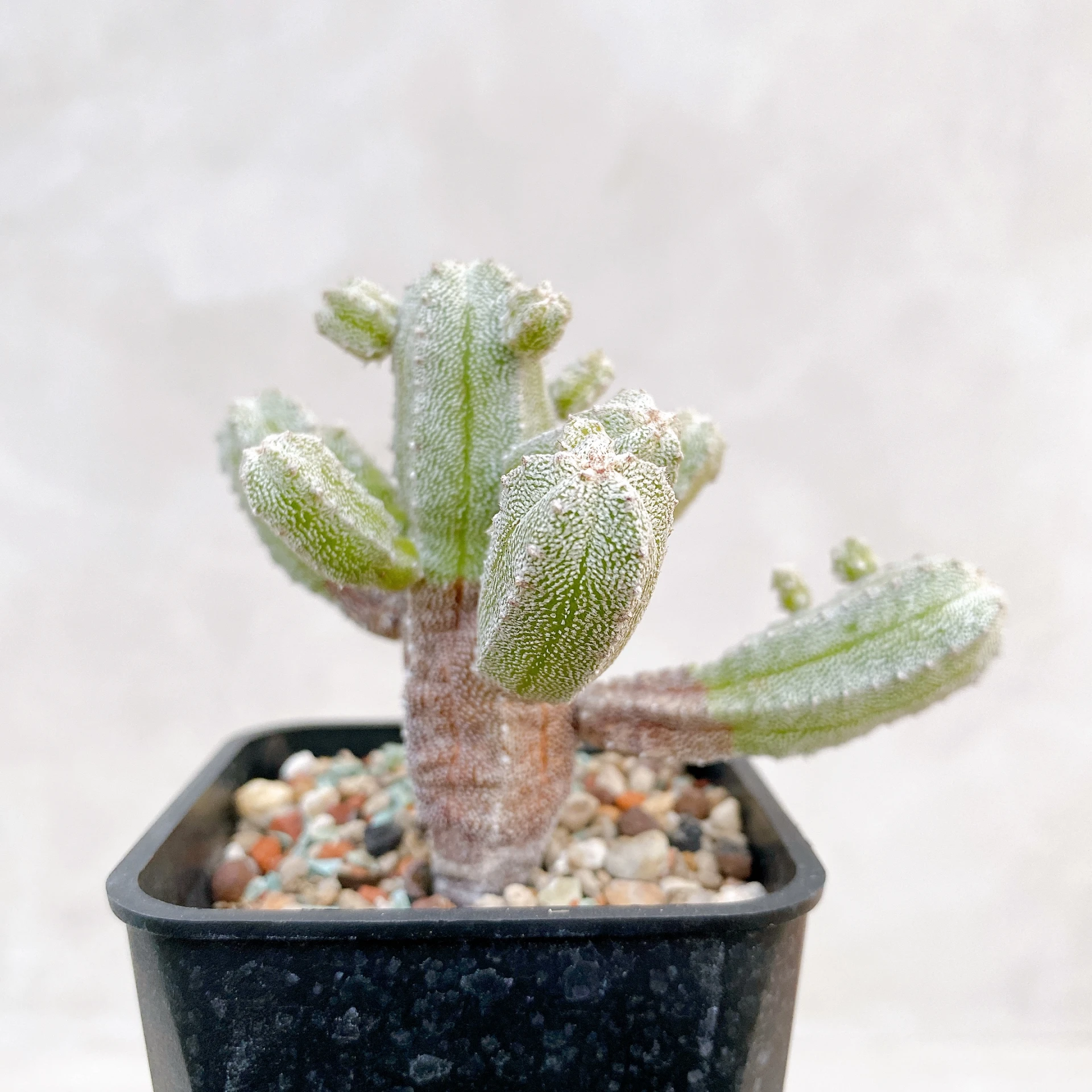 恩塚鸞鳳玉石化 Astrophytum myriostigma ‘Onzuka’ f. monstrose CA-6793