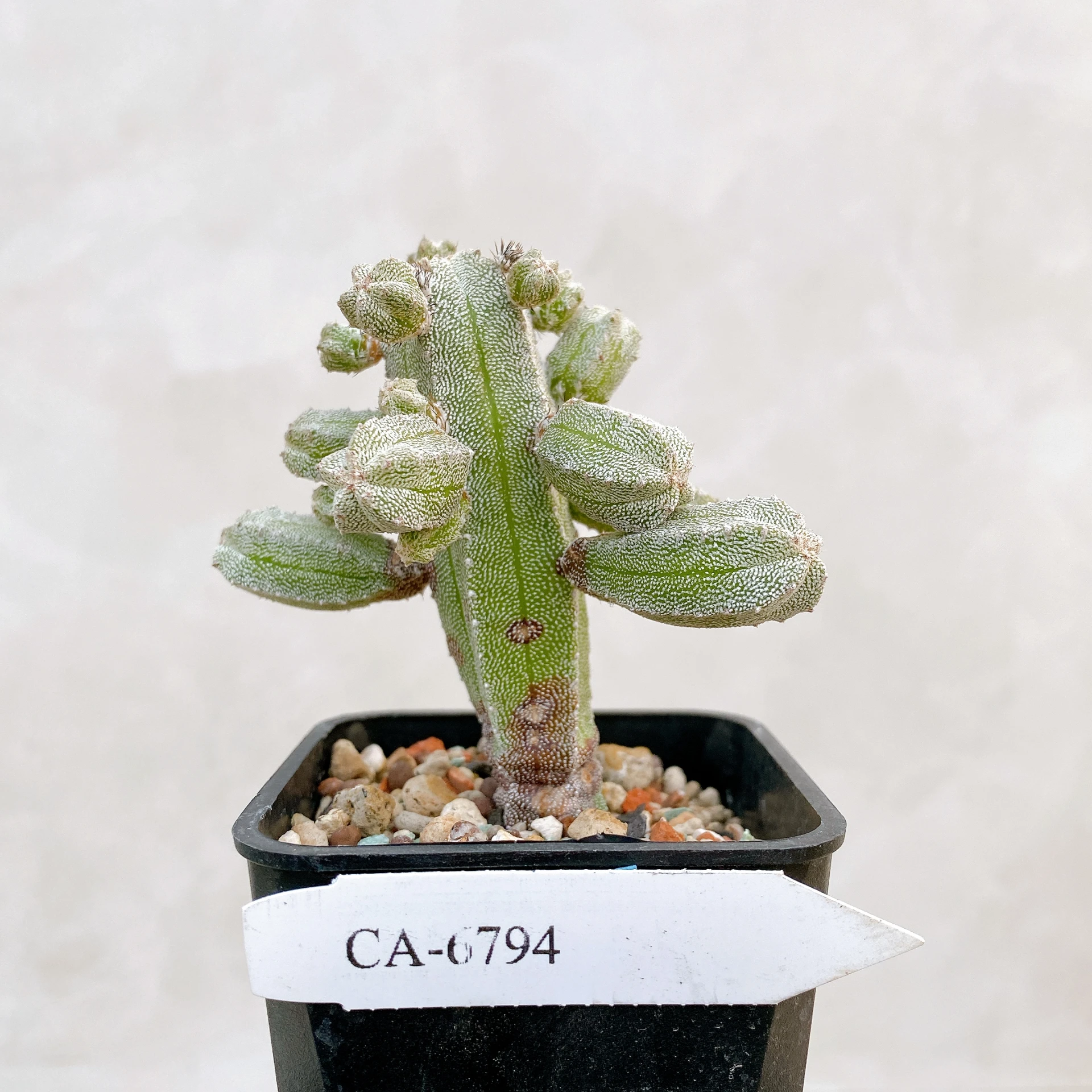 恩塚鸞鳳玉石化 Astrophytum myriostigma ‘Onzuka’ f. monstrose CA-6794