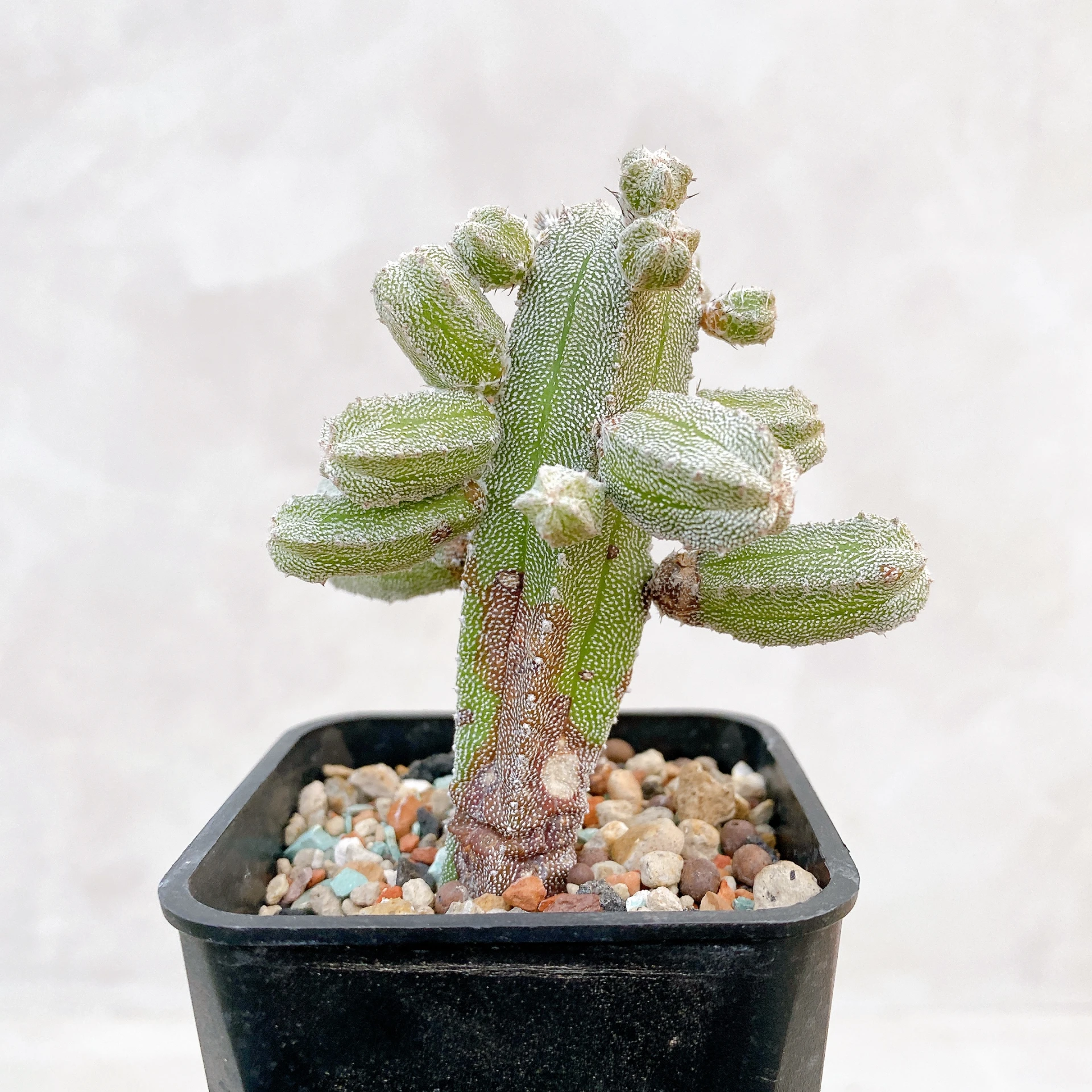 恩塚鸞鳳玉石化 Astrophytum myriostigma ‘Onzuka’ f. monstrose CA-6794