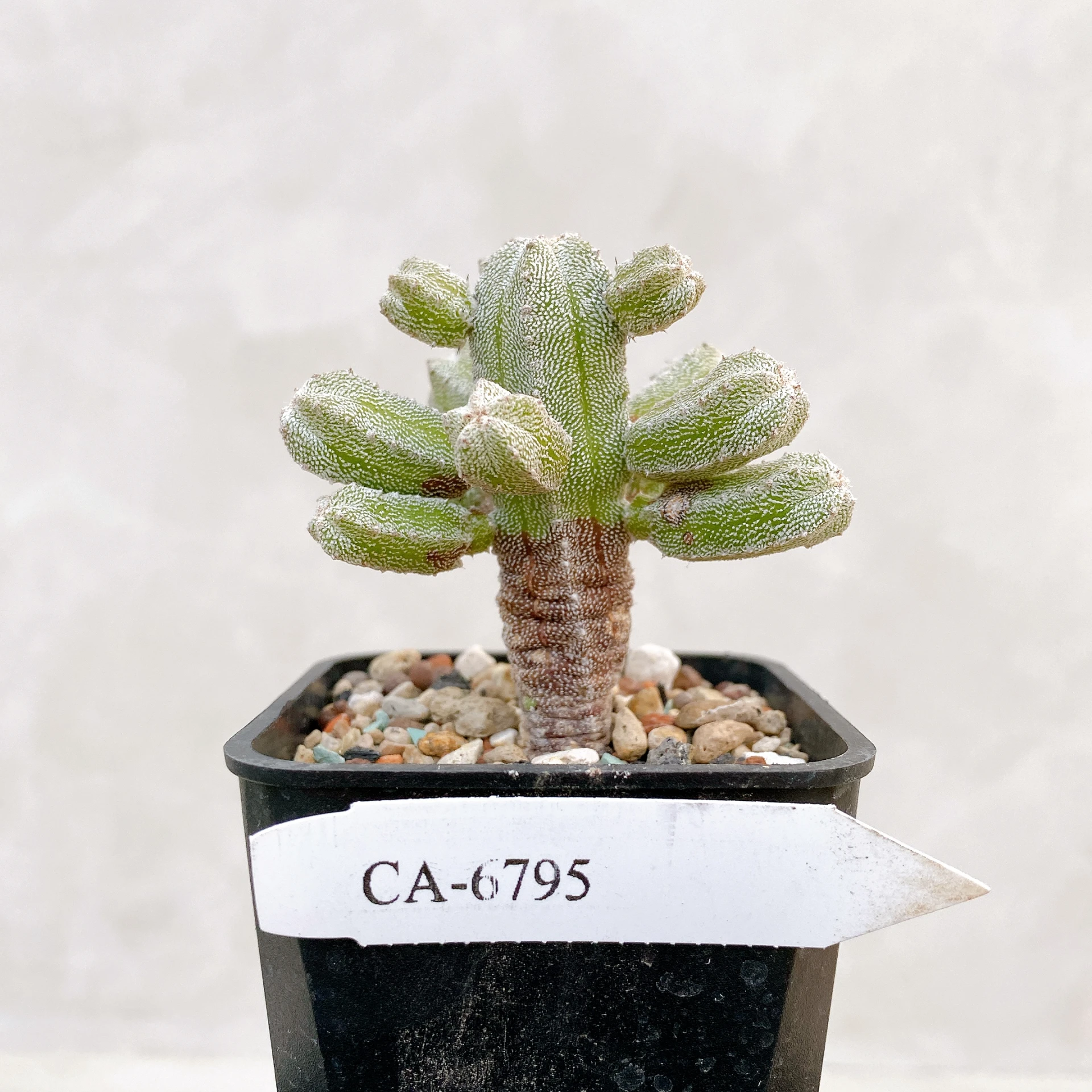 恩塚鸞鳳玉石化 Astrophytum myriostigma ‘Onzuka’ f. monstrose CA-6795
