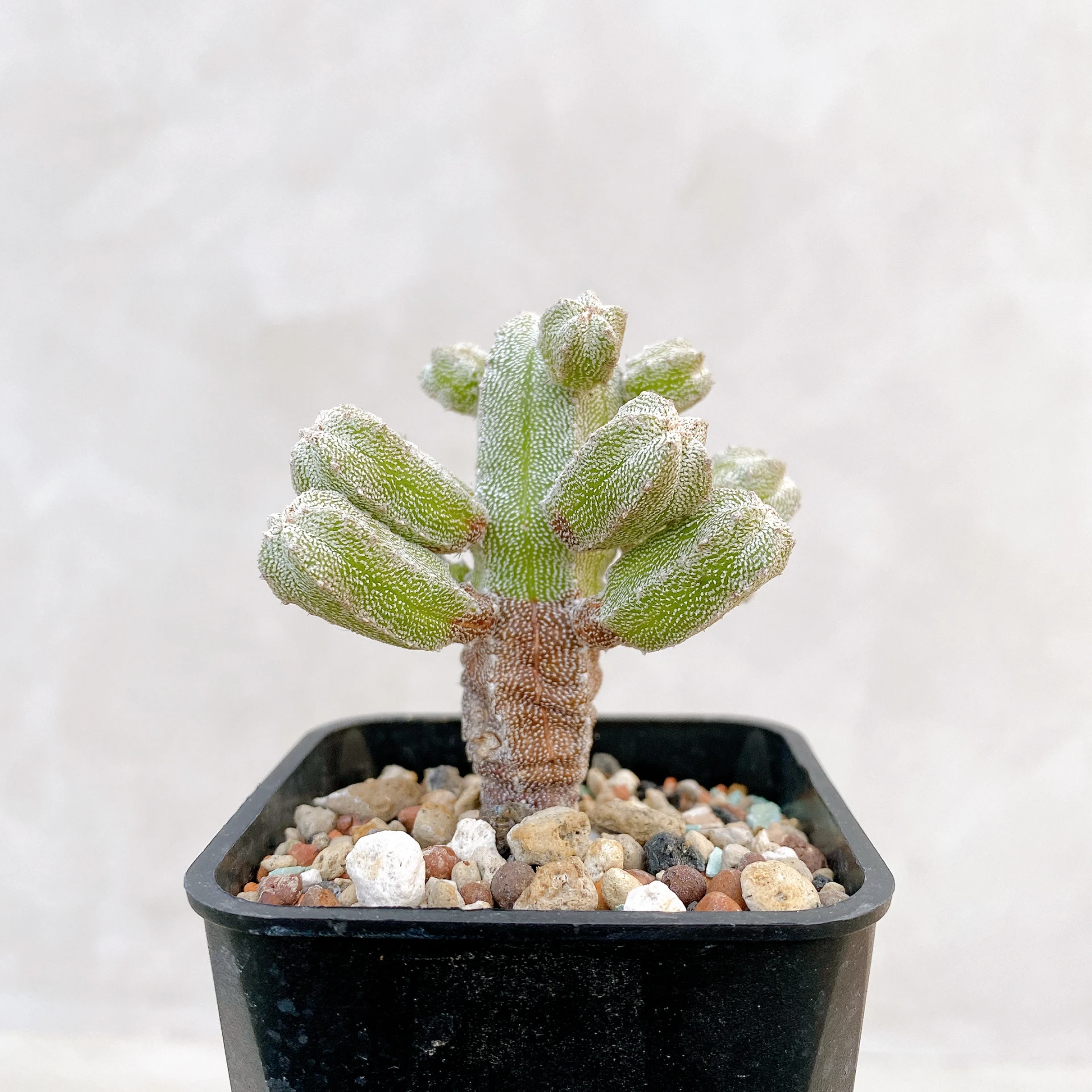 恩塚鸞鳳玉石化 Astrophytum myriostigma ‘Onzuka’ f. monstrose CA-6795