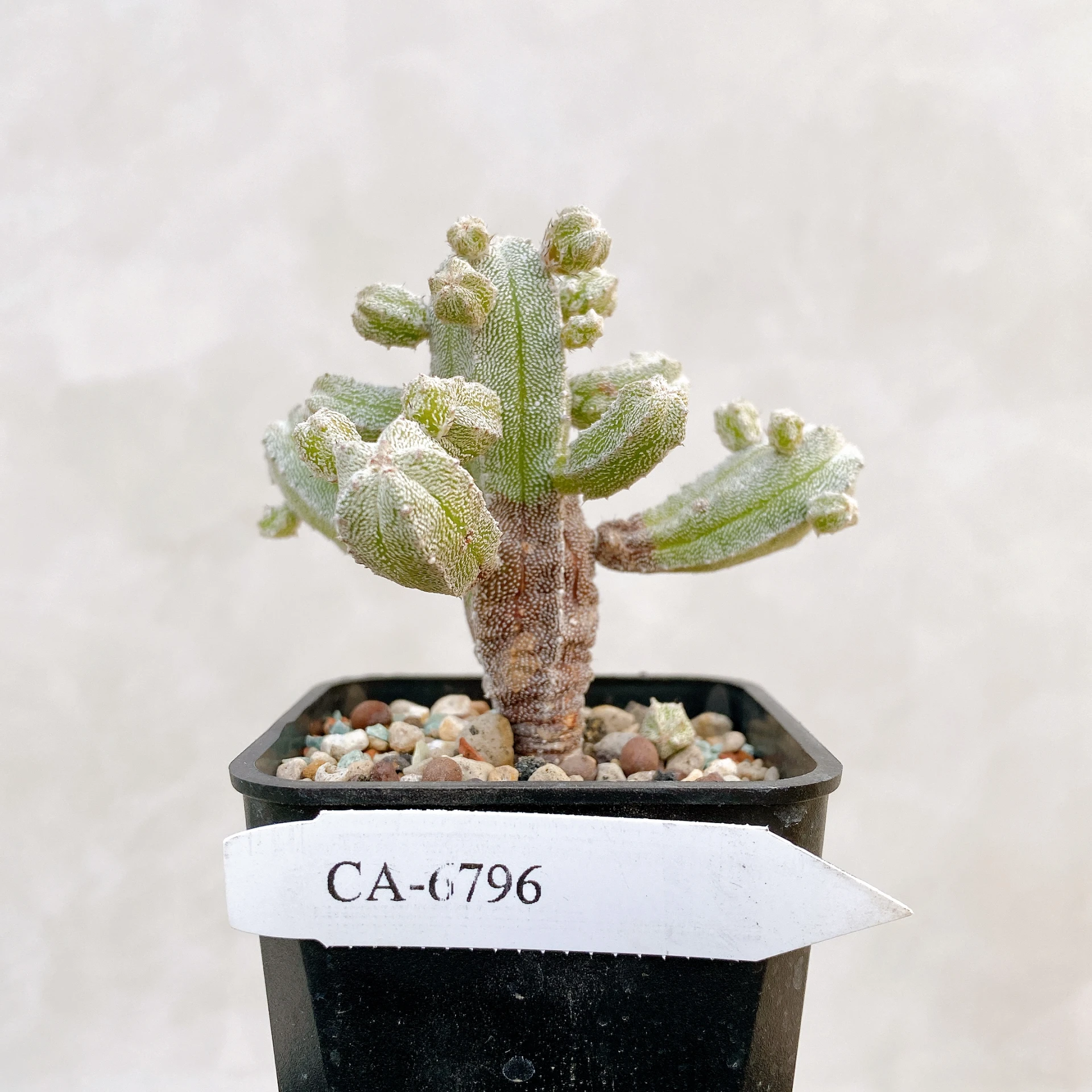 恩塚鸞鳳玉石化 Astrophytum myriostigma ‘Onzuka’ f. monstrose CA-6796