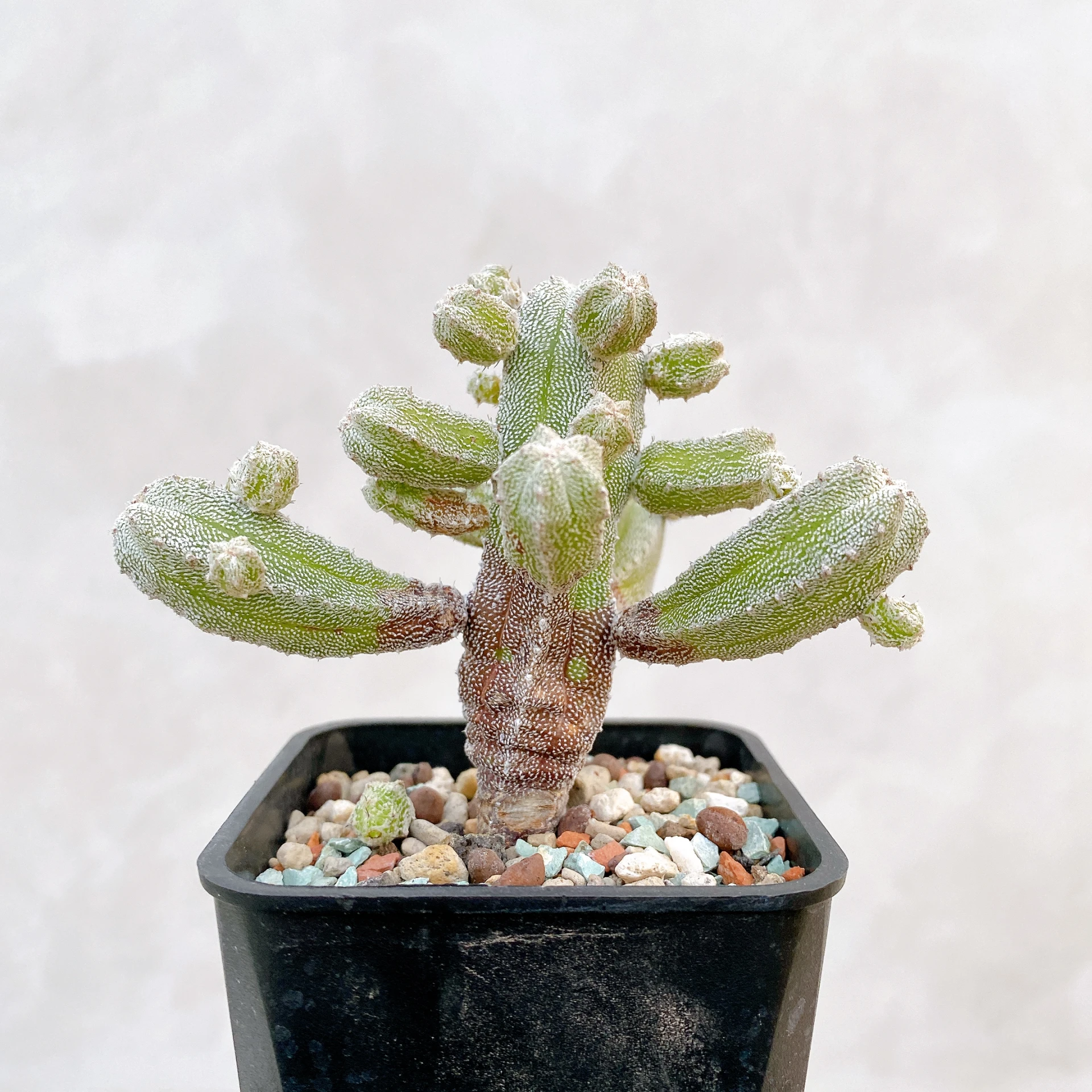 恩塚鸞鳳玉石化 Astrophytum myriostigma ‘Onzuka’ f. monstrose CA-6796