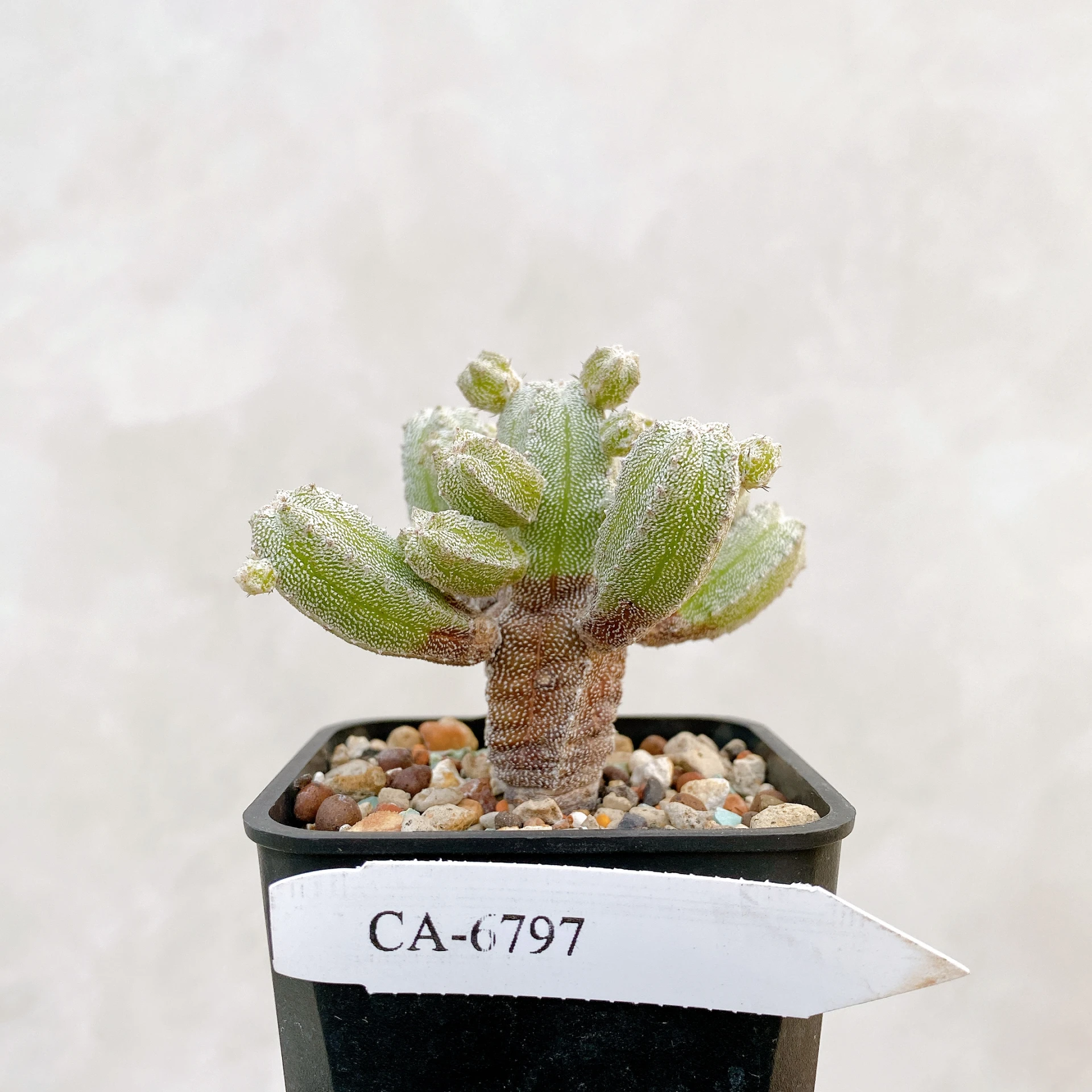 恩塚鸞鳳玉石化 Astrophytum myriostigma ‘Onzuka’ f. monstrose CA-6797