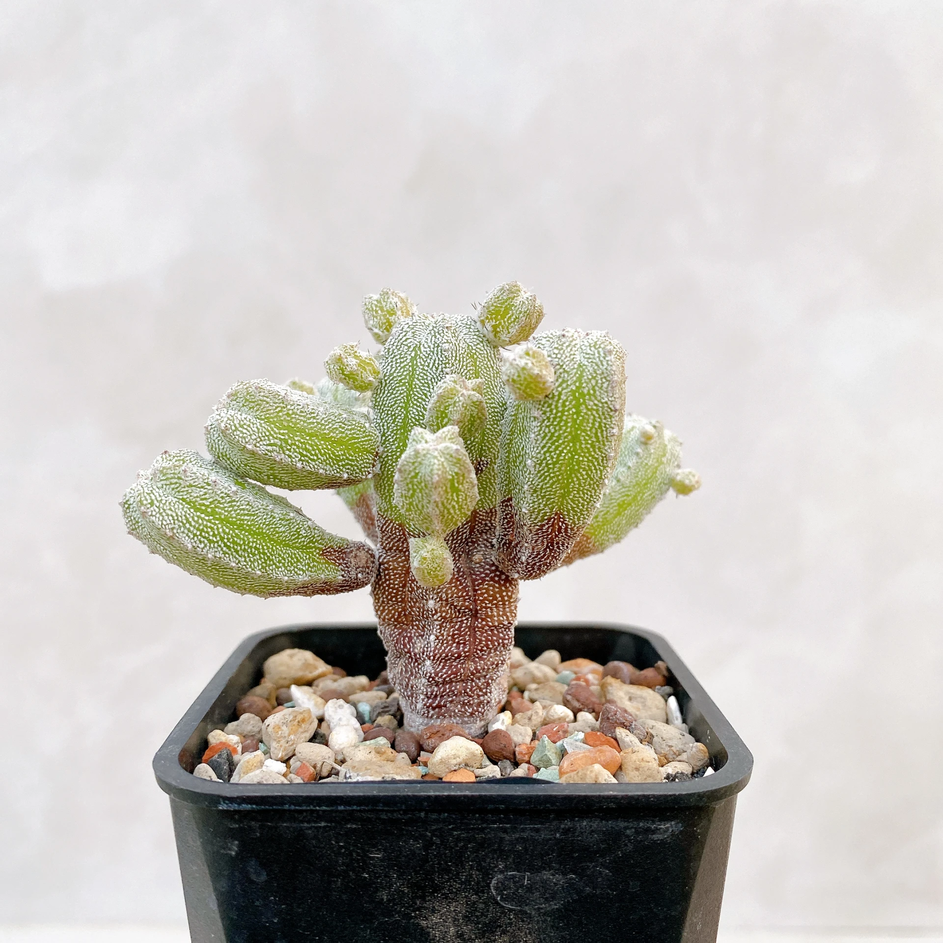 恩塚鸞鳳玉石化 Astrophytum myriostigma ‘Onzuka’ f. monstrose CA-6797